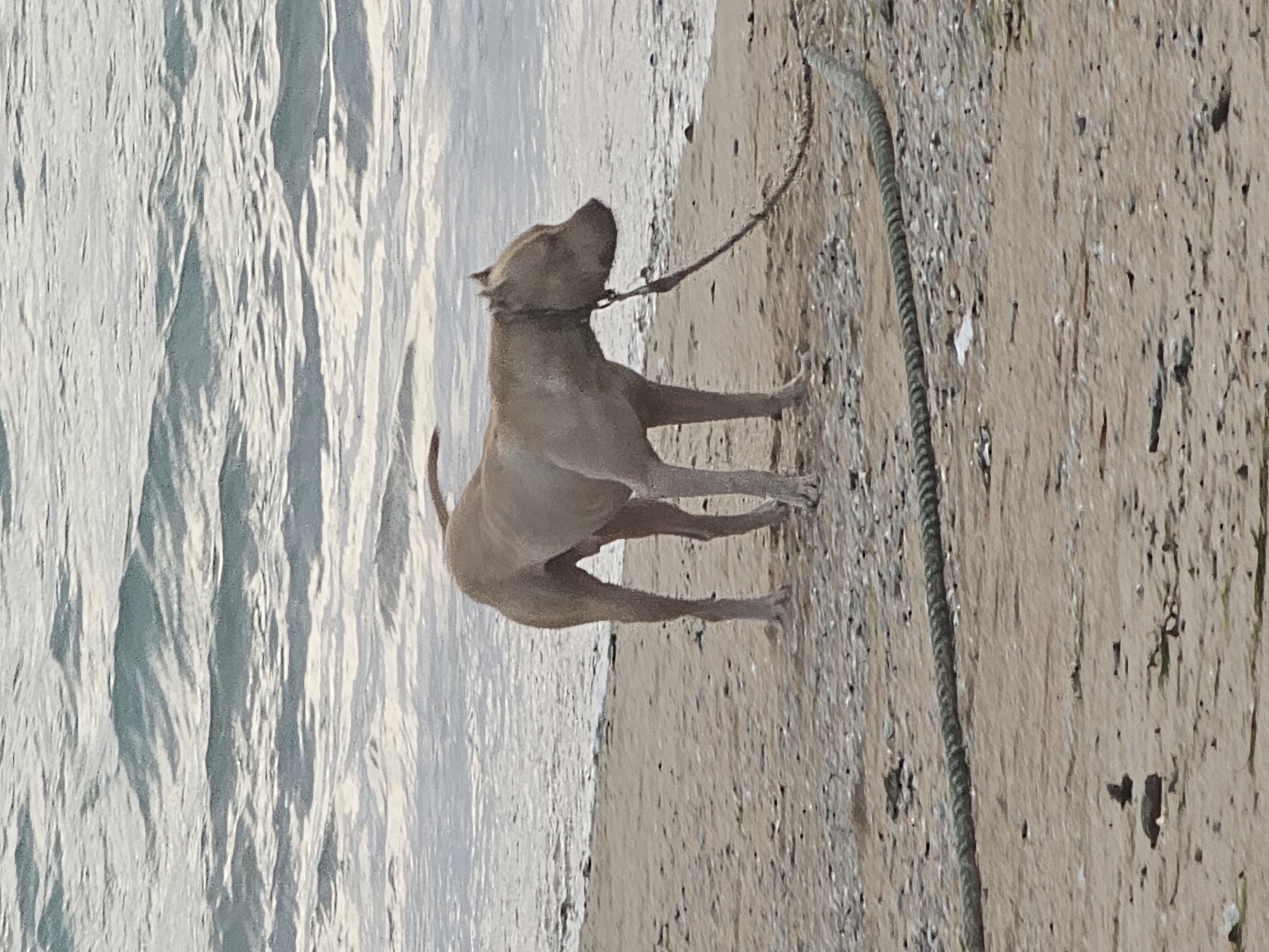 A medium-shot, eye-level, full-body photograph shows a tan dog standing on a sandy beach with a rough rope tied to its collar. The dog is facing right with its head lowered, and its body is slightly hunched. The dog's fur appears matted and dusty. The beach is composed of sand and small pebbles, with some debris scattered across the surface. A thick, gray rope lies on the sand, extending diagonally from the lower right corner towards the dog. The background consists of choppy, grayish-blue ocean water with small waves. The lighting suggests an overcast or late afternoon setting. The scene is likely on a beach in Denpasar, Indonesia, given the presence of the ocean and the sandy terrain. There are no people visible in the image.