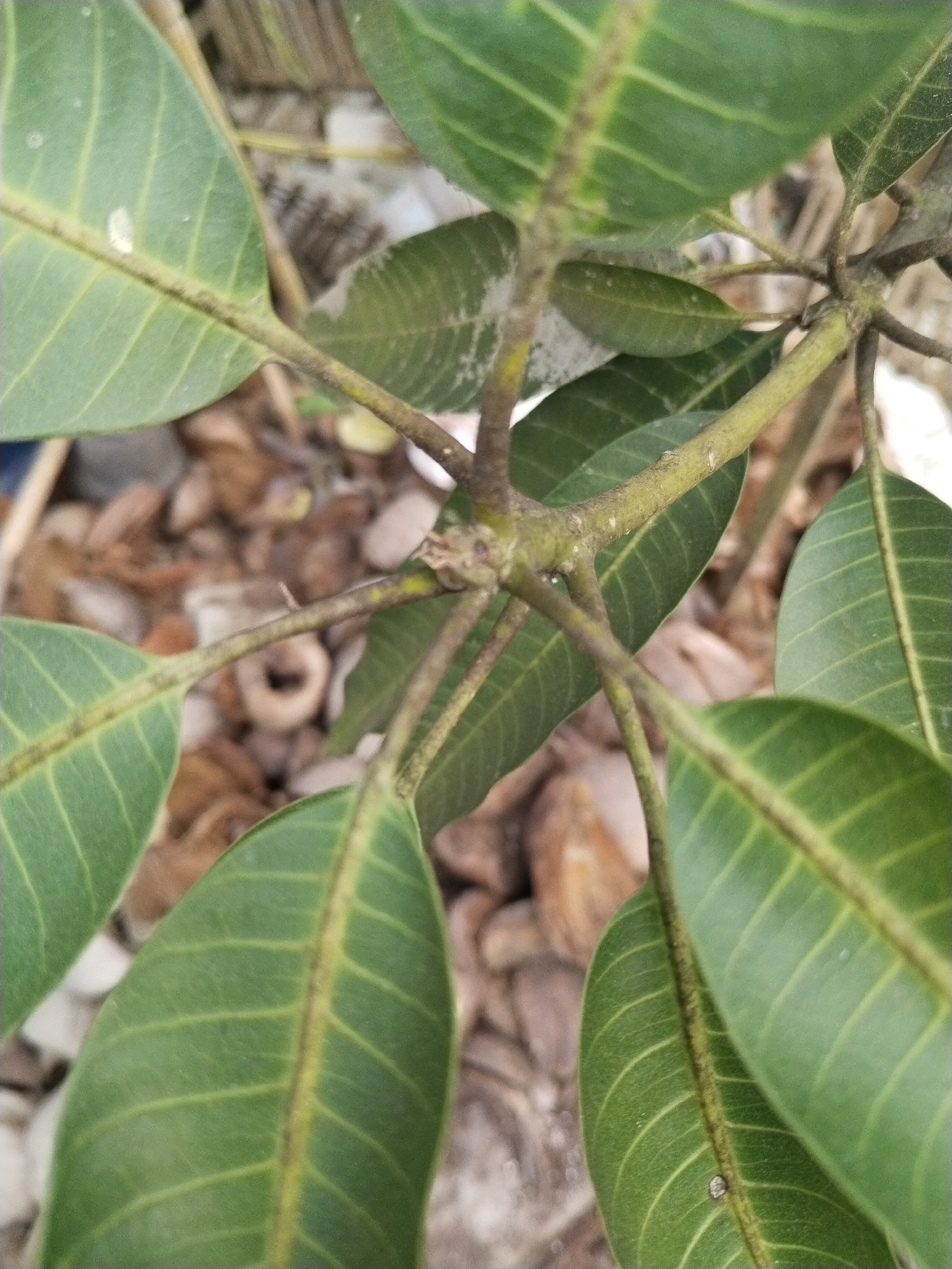 The image is a close-up, eye-level shot of a young mango tree's branches and leaves, with the blurred background suggesting an outdoor setting. The focus is on the plant's vascular system and foliage. The plant's stems, some bearing tiny hairs, branch out from a central point. Several oval-shaped green leaves are visible, their prominent veins running lengthwise. The leaves show slight variations in color and texture, with some appearing smoother and others slightly fuzzy along the midrib. In the background, a jumble of brown, reddish-brown, and grey objects, possibly mulch or stones, creates a textured ground cover. There are no people or animals present in the image. The lighting is natural, casting soft shadows. The scene is devoid of any visible human activity or infrastructure.