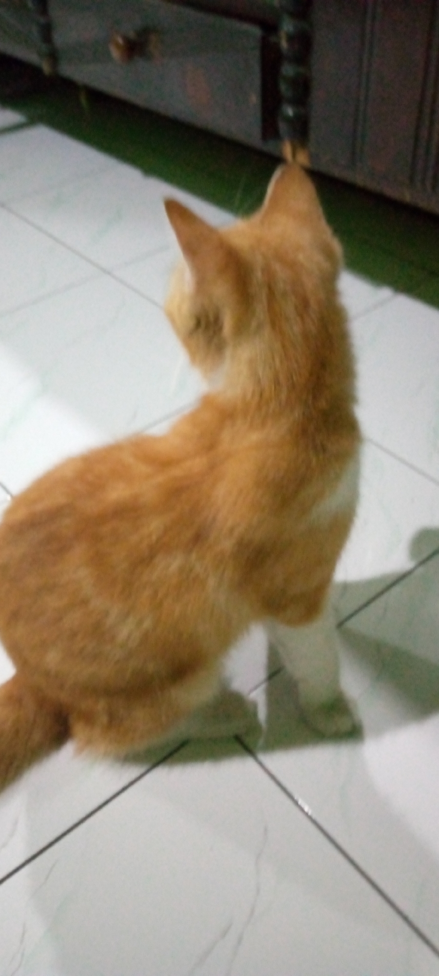 An orange and white cat is sitting on a tiled floor, facing away from the camera. The cat's tail is visible, and it has white paws. In the background, there is a dark wooden cabinet with decorative carvings. The floor is light-colored with dark lines forming a grid pattern. The scene appears to be indoors, possibly in a residential setting. There are no people or other animals visible. The location is identified as Sumberwono, Indonesia.