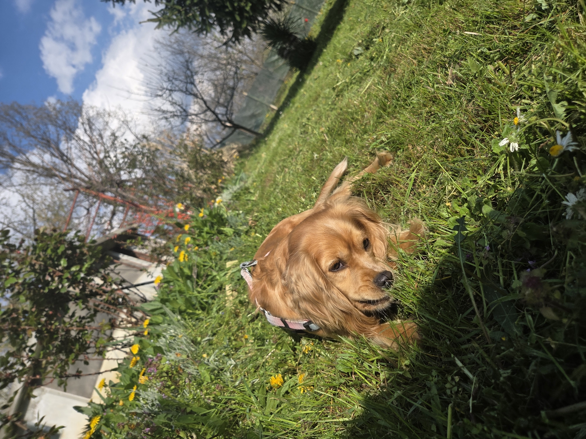 A medium-sized, golden-brown Cocker Spaniel dog lies in green grass and vegetation under a sunny sky with scattered white clouds. The dog is wearing a light pink harness and is partially obscured by the grass. Yellow and white wildflowers dot the foreground. In the background, there are bare trees and evergreen trees, along with a glimpse of a wire fence. To the left, there is a partial view of a building or structure, along with more vegetation, and what may be a decaying trellis structure. The scene is likely an outdoor garden or yard. While I don't have enough information to confirm the location specifically, the user provided that the city is Balabansko, Bulgaria.
