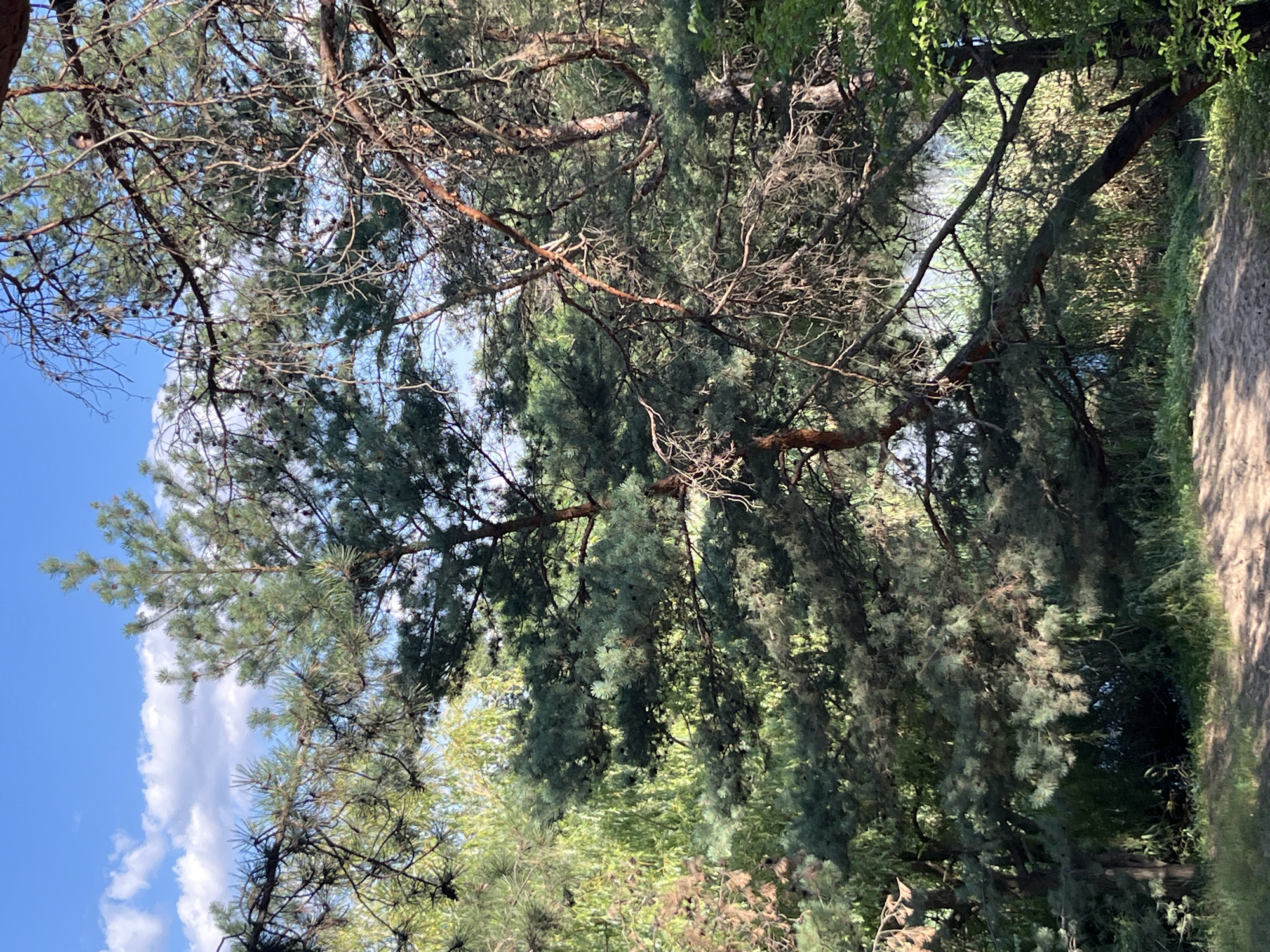 This is a vertical, medium shot of a sunlit forest path in Shyroke, Ukraine. The path is composed of light brown dirt with some scattered stones. It winds from the bottom right of the frame towards the center left. The path is bordered by green grass and vegetation. In the background, there are numerous pine trees and other foliage. The sky above is blue with scattered white clouds. The overall impression is a serene and natural outdoor setting.
