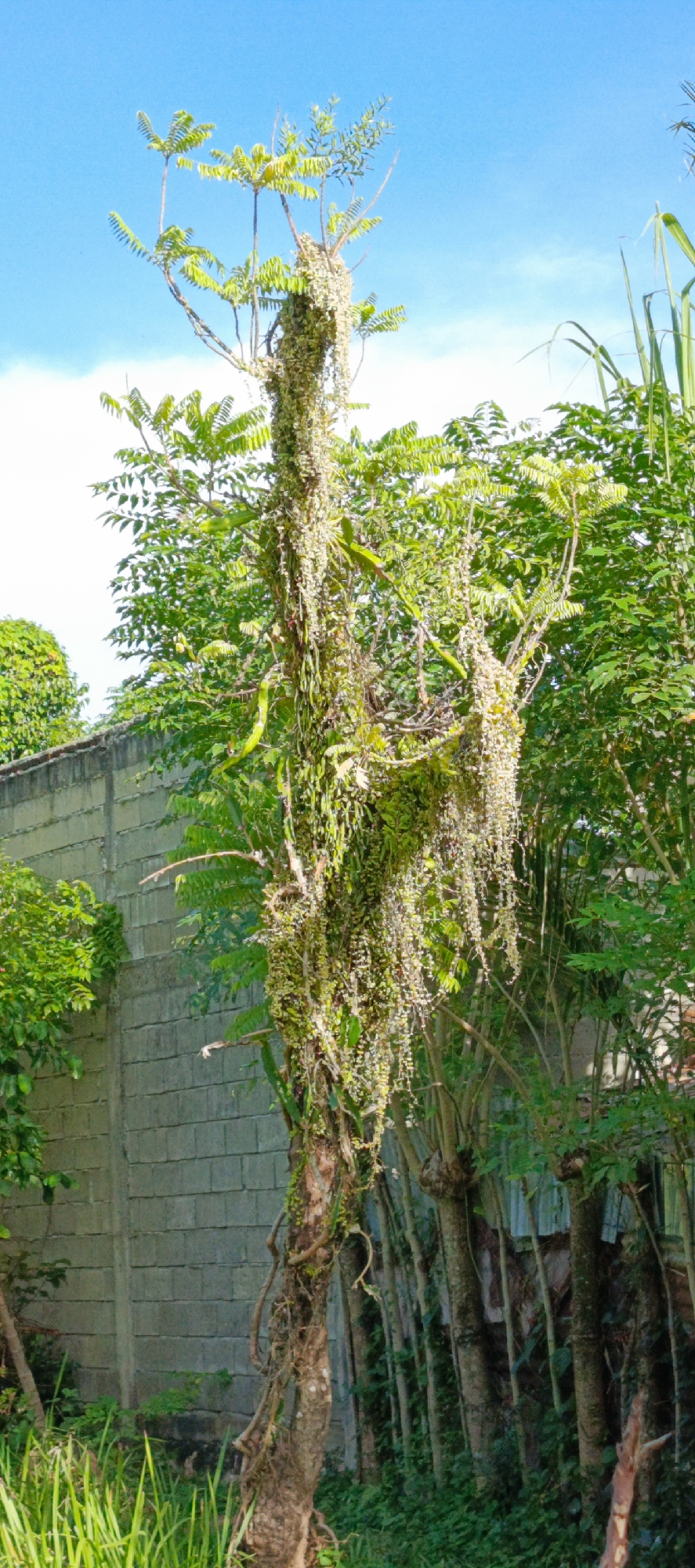 In Pashiebeutong, Indonesia, a tall, weathered tree stands prominently in the foreground, its trunk partially covered by clinging vines and moss. The tree branches out near the top, adorned with light-colored, delicate foliage that hangs down. Behind the tree, a gray, brick wall stretches across the scene, dividing the area. Lush green foliage and other trees fill the background, suggesting a natural or semi-natural environment. The sky above is a clear, bright blue, indicating a sunny day. The scene is devoid of any human presence or discernible activity.
