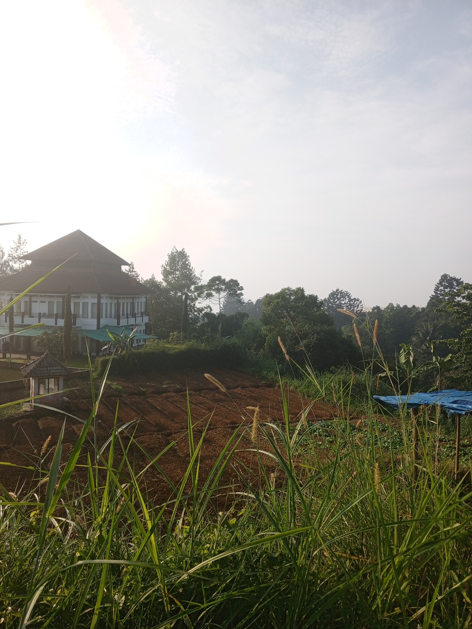 This image captures a serene, sunlit landscape, likely during either early morning or late afternoon, consistent with the provided context of Weddagala, Sri Lanka.
In the foreground, a dense thicket of tall, vibrant green grasses fills the lower portion of the frame, with some having lighter, feathery seed heads visible. Beyond the grasses, a cultivated field with rich, reddish-brown soil stretches across the midground, showing distinct rows or furrows indicating recent tilling or planting.
To the left, a prominent multi-story building with white walls and a distinctive, dark-tiled, tiered hip roof stands amidst lush greenery. The building features multiple windows and balconies. A smaller, open-sided structure with a dark roof, resembling a gazebo or a small shelter, is situated closer to the foreground near the main building's base.
The background is dominated by a dense expanse of dark green trees, forming a natural forest or heavily vegetated area. On the right side of the cultivated field, a blue tarp or plastic sheet is spread out on the ground, possibly covering supplies or used as a temporary shelter.
The sky, particularly towards the left where the sun is positioned, is bright white and slightly hazy, suggesting a low sun creating a soft, diffused glow across the scene. The overall atmosphere is peaceful and natural, depicting a harmonious blend of rural habitation, agricultural land, and surrounding natural environment. There are no people or visible text in the image.