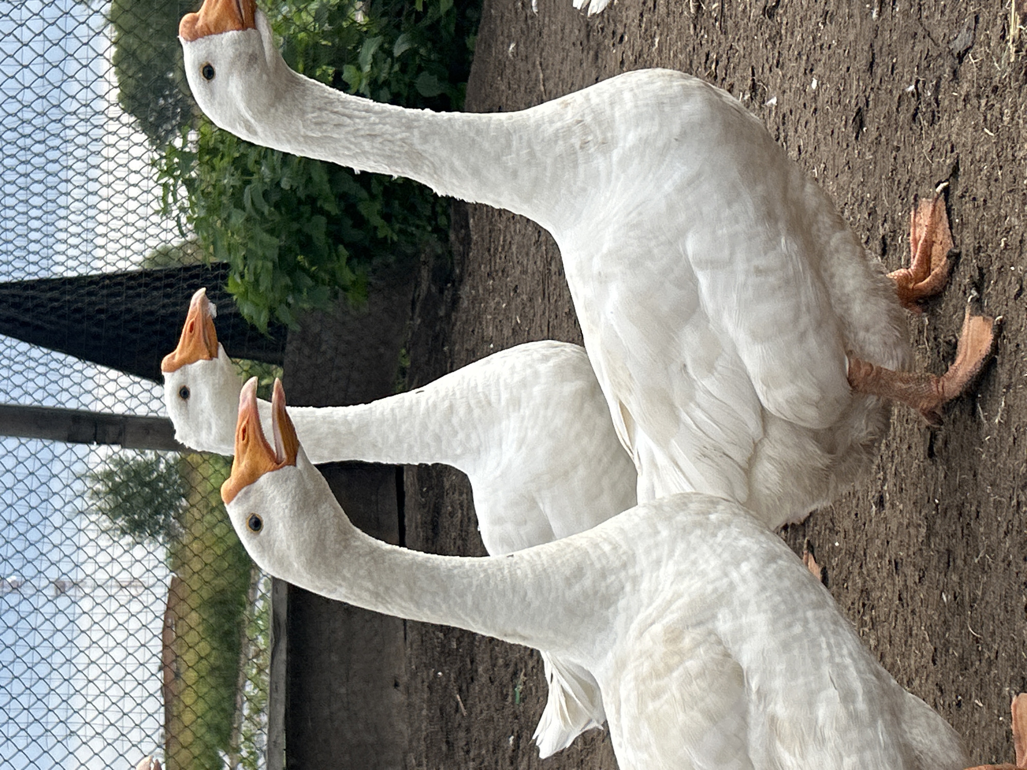 This is a medium shot, eye-level, full-color photograph of three white geese standing on dirt in an outdoor enclosure. The geese are the primary subjects of the image, filling most of the frame. In the foreground, the neck and head of a goose are visible, turned to the left with its beak open. To its right and slightly behind it, the head and neck of a second goose are visible, also turned to the left. A third goose is positioned behind and to the right of the first two, with its head and neck mostly obscured by the others, but its body and front legs are visible. The geese appear to be domestic farm animals.
The environment is an outdoor enclosure, likely a farm or rural setting. Behind the geese, a chain-link fence runs horizontally across the middle ground, separating the enclosure from a grassy area with some trees and foliage. A wooden post and a dark mesh structure are visible beyond the fence, along with a sliver of blue sky with some clouds. The ground is composed of dark, dry dirt with some scattered debris. The lighting suggests it is daytime, possibly overcast or diffused sunlight. The location is specified as Kalitsino, Russia.