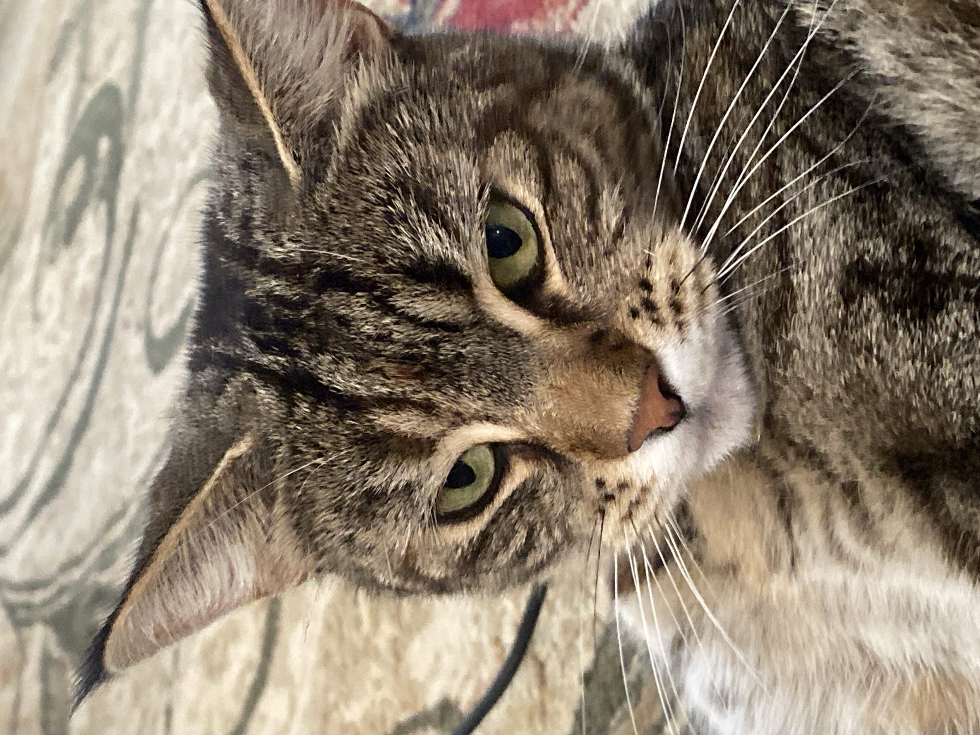 The image is a close-up of a domestic cat's face, focusing on its head and upper body. The cat has tabby markings with shades of brown, black, and tan. Its eyes are green, and its whiskers are white and prominent. The cat appears to be lying down, as suggested by the soft, patterned fabric visible in the background, which resembles a carpet or rug. There is no discernible information within the image to suggest a specific location in Maykop, Russia, or any urban setting. The context provided about Maykop, Russia, is not visually supported by the image content.