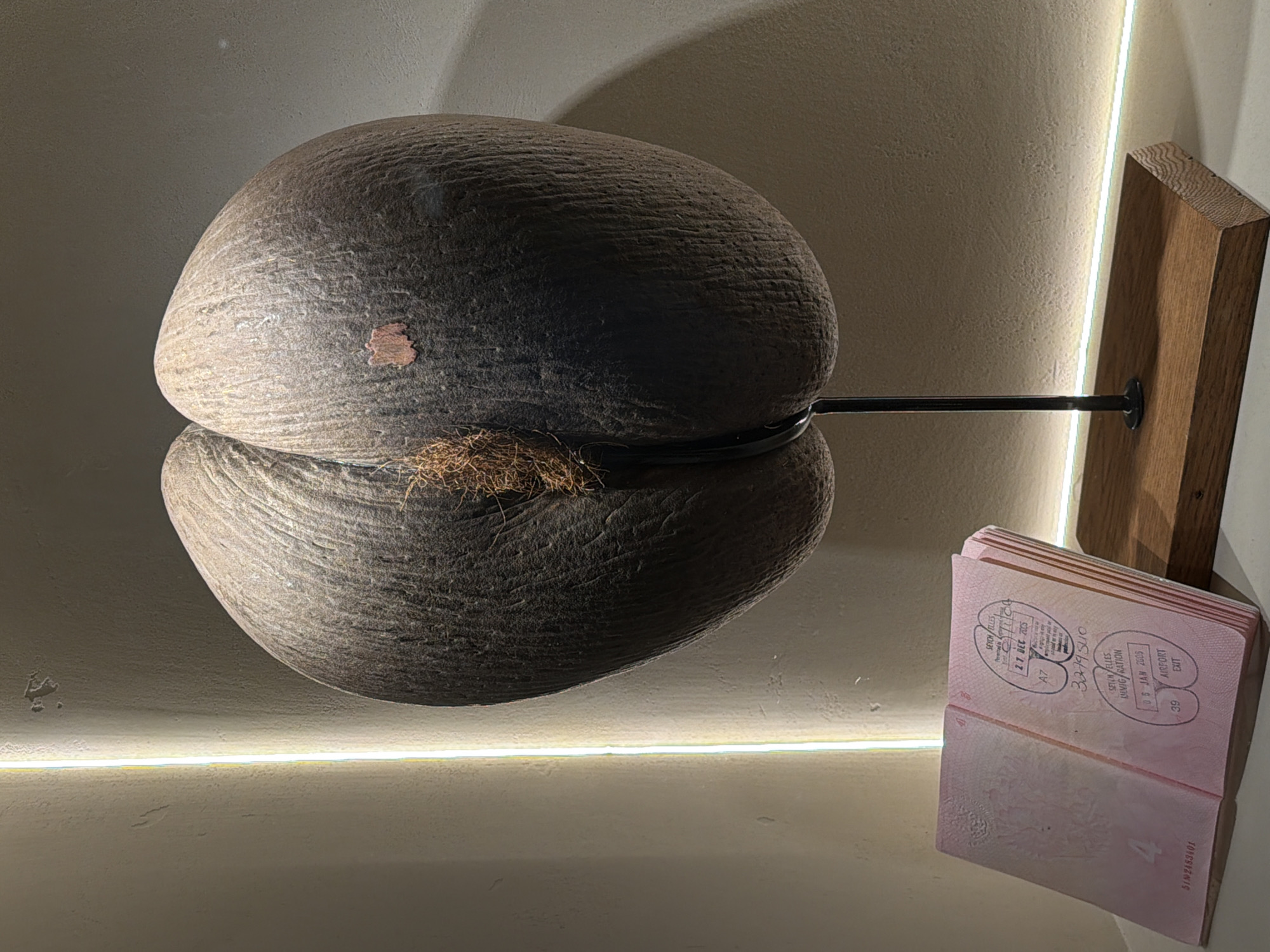 The image shows a mounted Coco de Mer (double coconut) beside an open passport with visible stamps, likely in a museum or display setting in Saint Petersburg, Russia. The Coco de Mer is split and held together by a metal band, mounted on a wall-mounted wooden support. Next to it, an open passport reveals various stamps indicating travel dates and locations. The scene is illuminated by a linear light source along the wall.