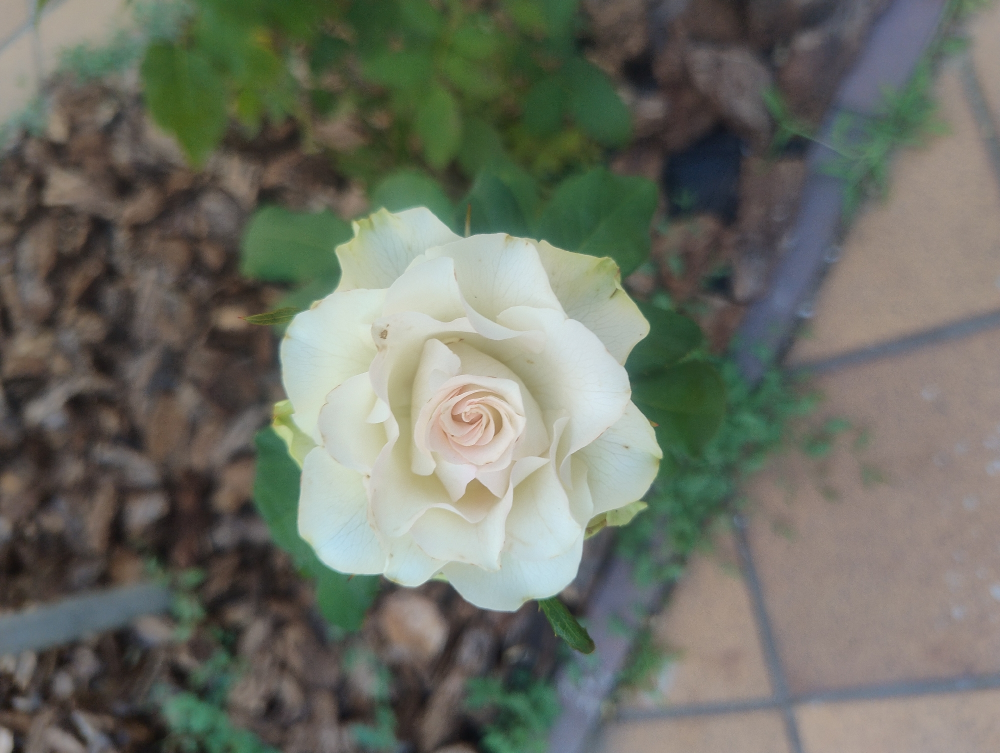 A close-up, overhead shot shows a single, pale peach rose in full bloom. The rose is the central subject, with its tightly curled center gradually unfurling into delicate, wavy petals. The petals are primarily white with subtle hints of peach and a slight yellowing at the very edges, suggesting the bloom is nearing its peak or has just passed it. A small green leaf emerges from the stem beneath the flower.
The background is softly blurred, creating a shallow depth of field that emphasizes the rose. It appears to be an outdoor setting. To the left and slightly behind the rose, there is a patch of dark, textured material that could be mulch or small rocks, interspersed with some green foliage. To the right and extending into the distance, a light brown tiled surface is visible, suggesting a walkway or patio. Wisps of green grass or small plants peek through the gaps between the tiles and at the edge of the mulch.
There are no people or animals visible in the image. The lighting appears to be natural daylight, possibly overcast or diffused, as there are no harsh shadows. The overall mood is serene and naturalistic, focusing on the simple beauty of the rose. No text is visible in the image.