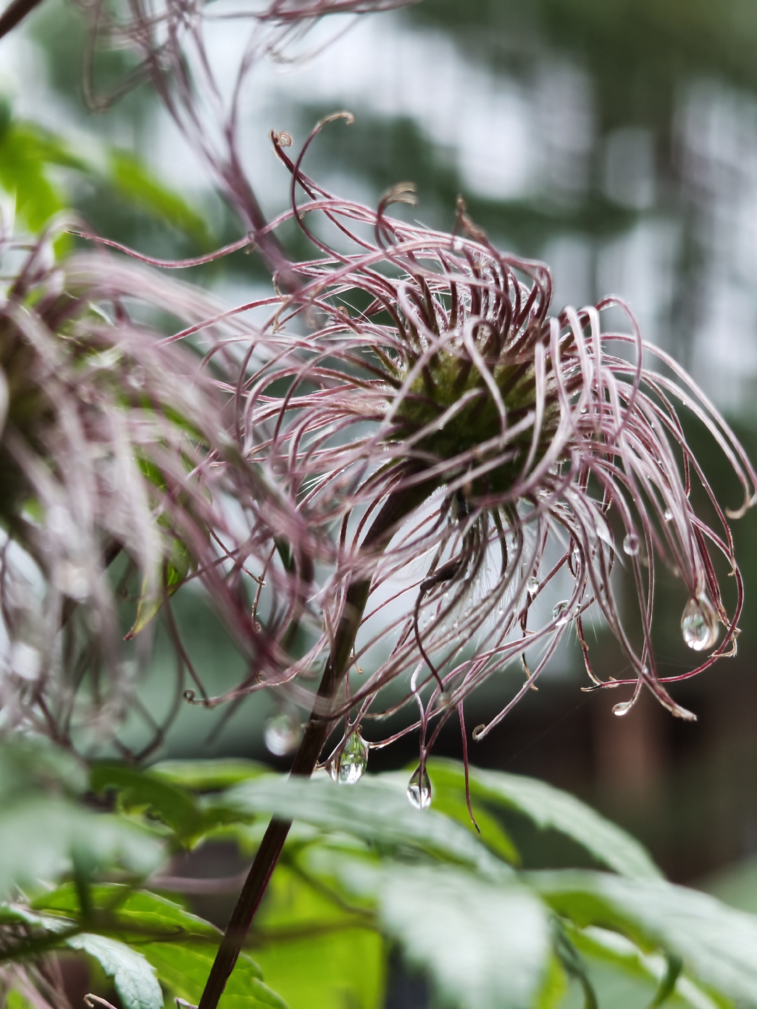 This is a close-up, vertical, outdoor photograph of a plant with wispy, elongated, reddish-purple seed heads, some adorned with hanging water droplets. The seed heads are fuzzy and have a feathery appearance, with many thin filaments extending outwards. The focus is sharpest on the central seed head, while others and surrounding green foliage are softly blurred. The background is a bokeh of greens and greys, suggesting a natural environment. The image does not depict any people, actions, or interactions. The scene appears to be in Angarskie Khutora, Russia, likely in a garden or natural setting during damp weather.