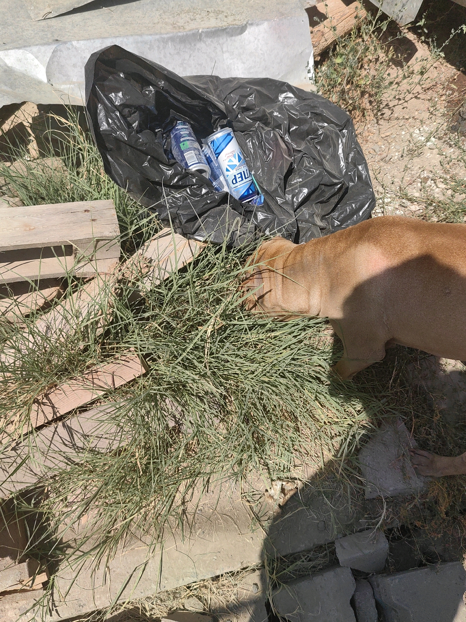 A dog is sniffing at a black garbage bag and some dry grass in a dusty outdoor area. The garbage bag is partially open and contains two blue and white cans. Wooden planks are visible in the foreground and background. The scene appears to be in an urban environment in Shymkent, Kazakhstan, possibly a backyard or alley. The lighting suggests it is daytime.