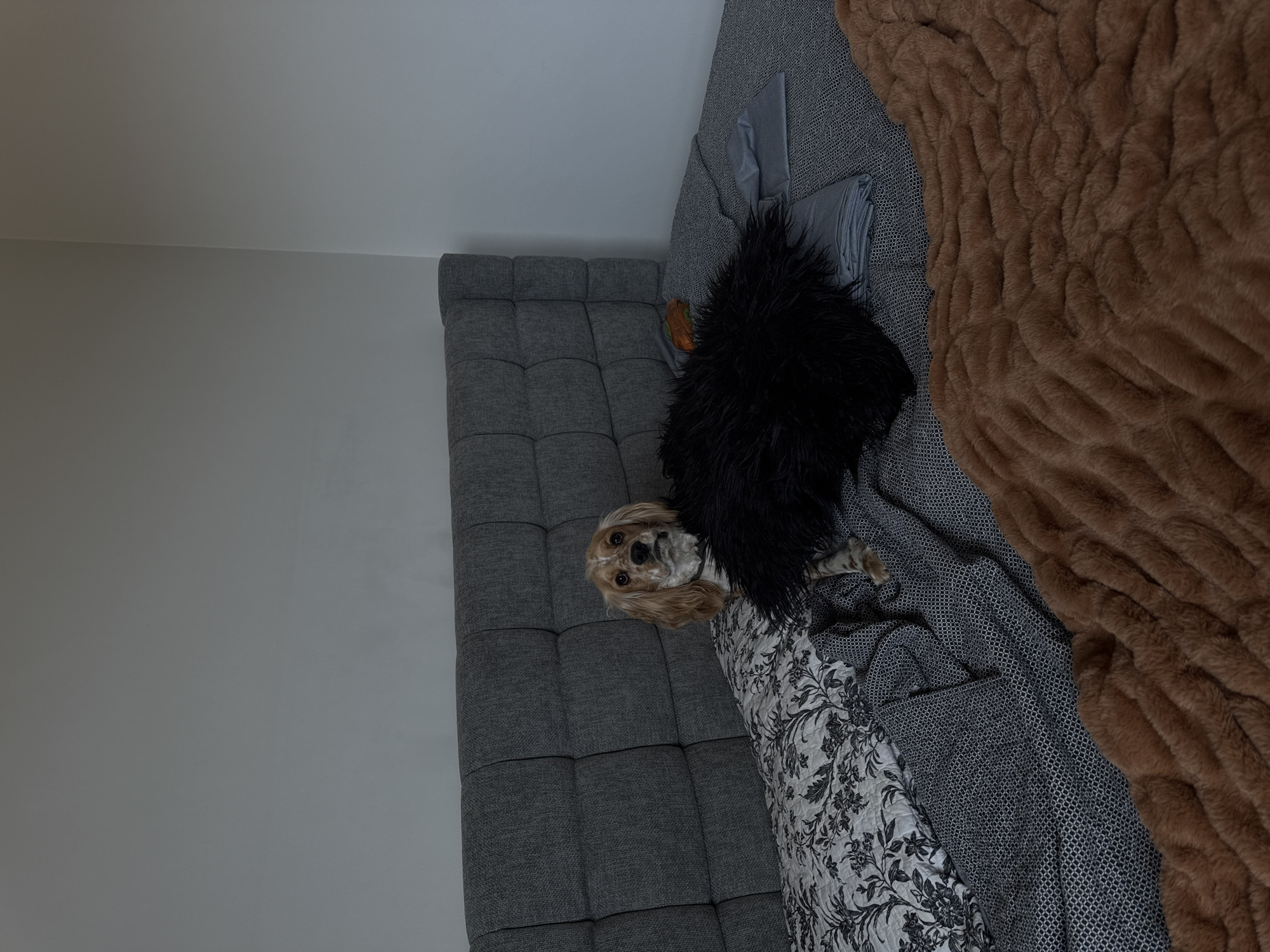 A medium-sized dog is lying on a grey, upholstered sofa or bed. A dark, shaggy pillow is positioned near its head. The bed is covered with a patterned blanket and a brown, textured throw blanket. A grey wall is visible in the background. The location appears to be indoors. The city of Heroica Puebla de Zaragoza, Mexico is not identifiable in the image.