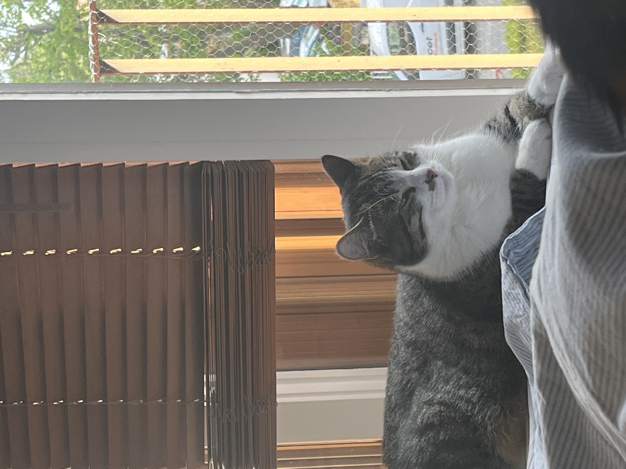 A tabby and white cat is lying down on a striped surface, likely a bed or sofa, in front of a window. The cat is facing to the right, with its eyes closed or partially closed, appearing relaxed. Sunlight is streaming in from the window, casting shadows from wooden blinds onto the wall behind the cat. Outside the window, a balcony railing with mesh and wooden slats is visible, and beyond that, trees and vehicles can be seen, suggesting an urban or suburban setting. The specific location in Fresnes, France is not discernible from the image.