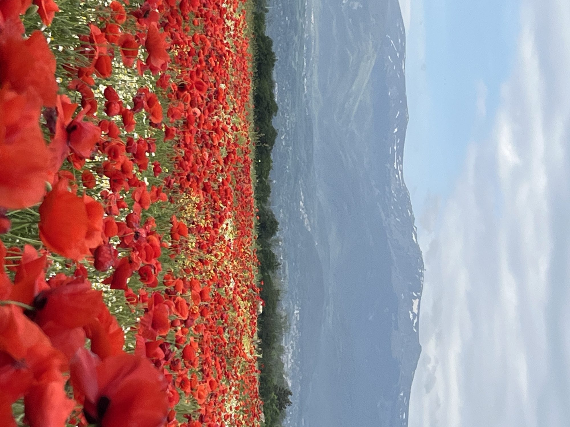 A field of red poppies dominates the left side of the image. A line of trees separates the field from a mountain range to the right. The sky is cloudy. The location is Kazichene, Bulgaria.
