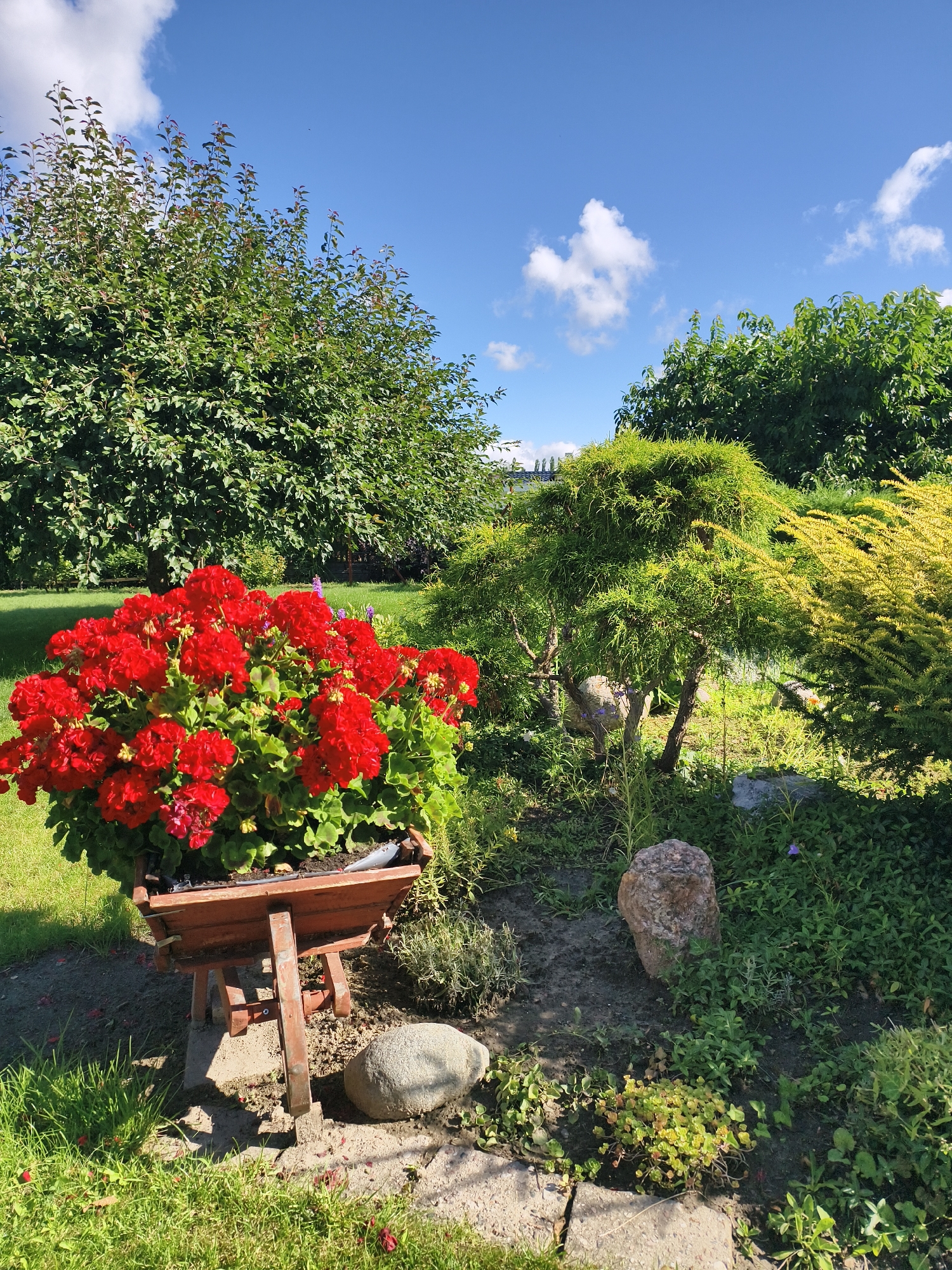 The image depicts a sunlit garden with a clear blue sky overhead. In the foreground, a wooden planter filled with vibrant red geraniums is supported by a wooden stand. To the right of the planter, a Japanese maple tree with intricate branches is visible, partially shaded by a golden evergreen bush. Several large rocks are scattered throughout the garden. Lush green grass and various plants create a natural and verdant atmosphere. The background features mature trees with dense foliage, suggesting a well-established garden. The scene is likely a residential garden in Tczew, Poland, on a bright, clear day. There are no people or animals present in the image.