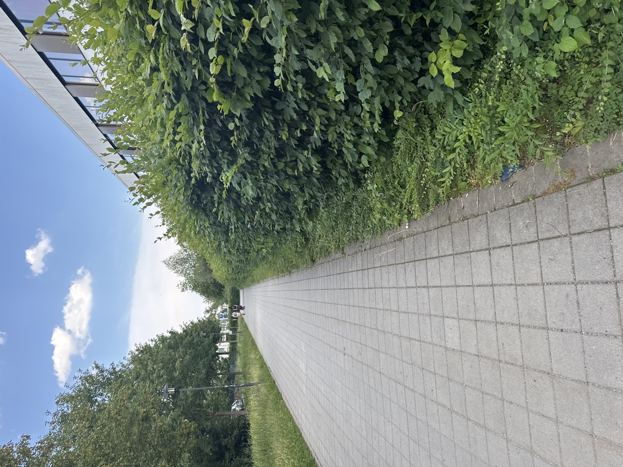 This is a vertically oriented, full-shot image of a paved pedestrian walkway lined with lush green trees and bushes. The walkway, made of light gray square pavers, stretches into the distance, creating a sense of depth. On the left side, a modern building with a reflective surface and a slanted roof is visible, bordering a bright blue sky with scattered white clouds.
In the distance along the walkway, a few people are seen, some appearing to be on bicycles or scooters, suggesting a leisurely outdoor activity. The foliage on both sides of the path is dense and verdant, indicating a pleasant day with favorable weather for outdoor recreation. The scene evokes a peaceful, naturalistic urban environment. The time of day appears to be daytime, possibly late afternoon or early evening, given the quality of light. There are no visible signs or text in the image. The overall impression is one of an accessible and well-maintained public space conducive to walking, cycling, or simply enjoying the outdoors.