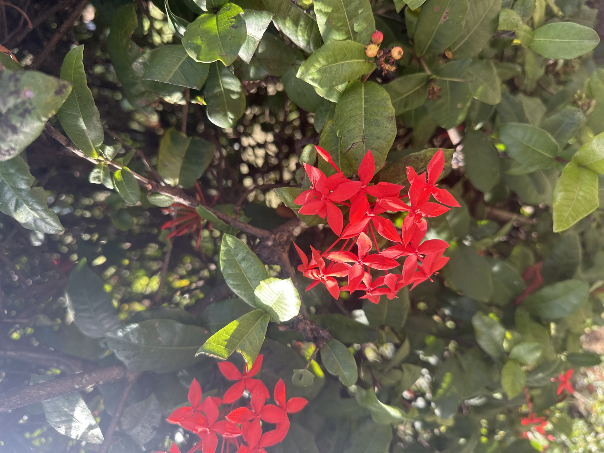 The image shows a close-up view of Ixora flowers (also known as jungle geranium or flame of the woods) with green foliage in Le Gosier, France. The flowers are bright red and clustered together. The leaves are glossy and green, with some showing signs of insect damage. The background is blurred, suggesting a shallow depth of field. The lighting is bright and sunny.