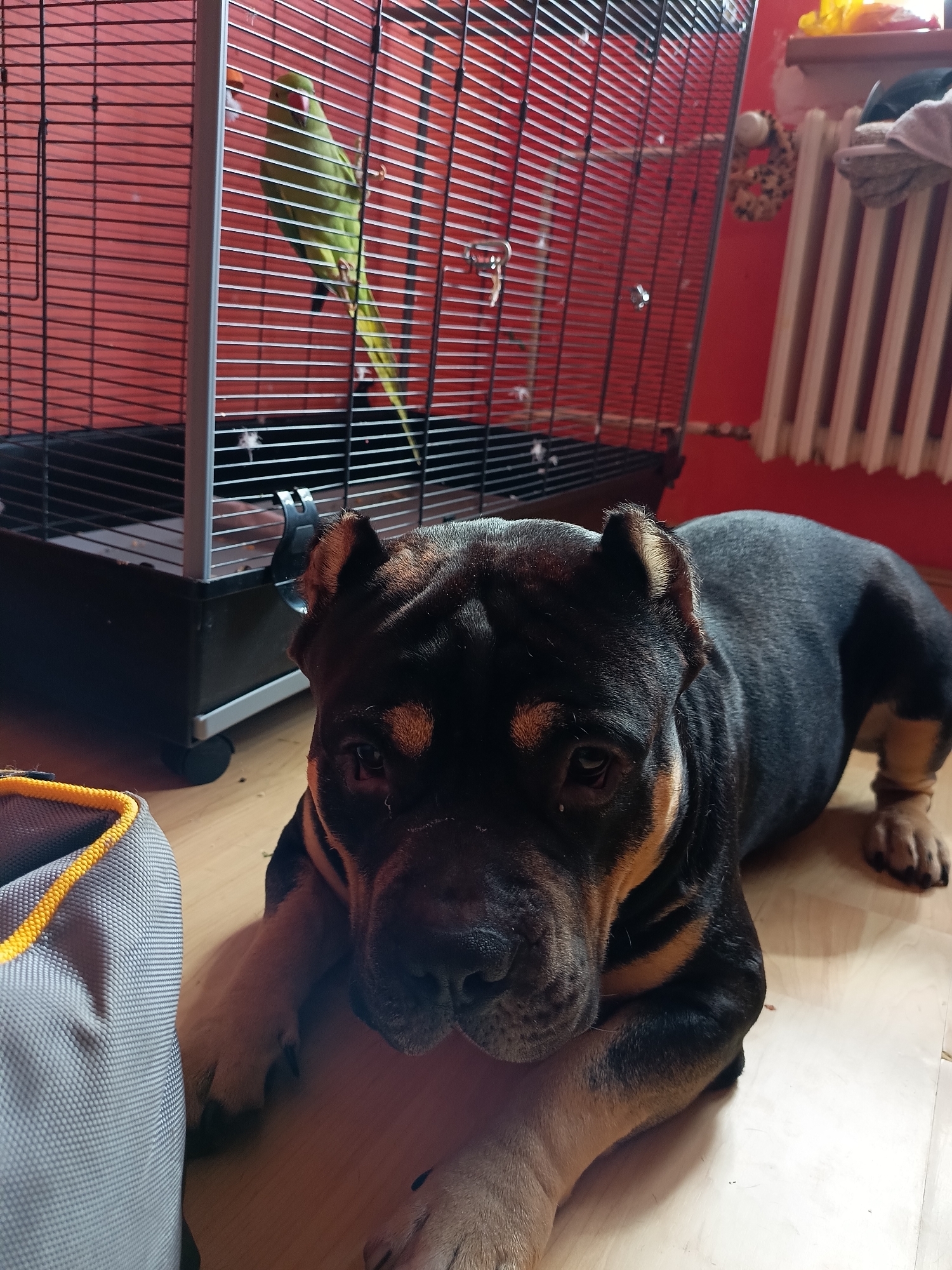 The image depicts an indoor scene in what appears to be a living room in Cheb, Czechia. The primary subjects are a large dog and a parrot in a cage. The dog, a dark-colored breed with tan markings, is lying on a light-colored wooden floor in the foreground, resting its head on its paws. Its expression appears calm, possibly a little sad.
Behind the dog, a black metal birdcage stands on the floor. Inside the cage, a bright green parrot is perched, facing left. The cage has a red backing and a black base.
To the right of the cage, a white radiator is visible against a red wall, with some items of clothing or fabric draped over it. A small, grey fabric bag with a yellow trim is positioned to the left of the dog. The lighting suggests it is daytime, possibly late afternoon, given the warm tones in the image. The overall atmosphere is that of a domestic setting. No text is visible in the image.