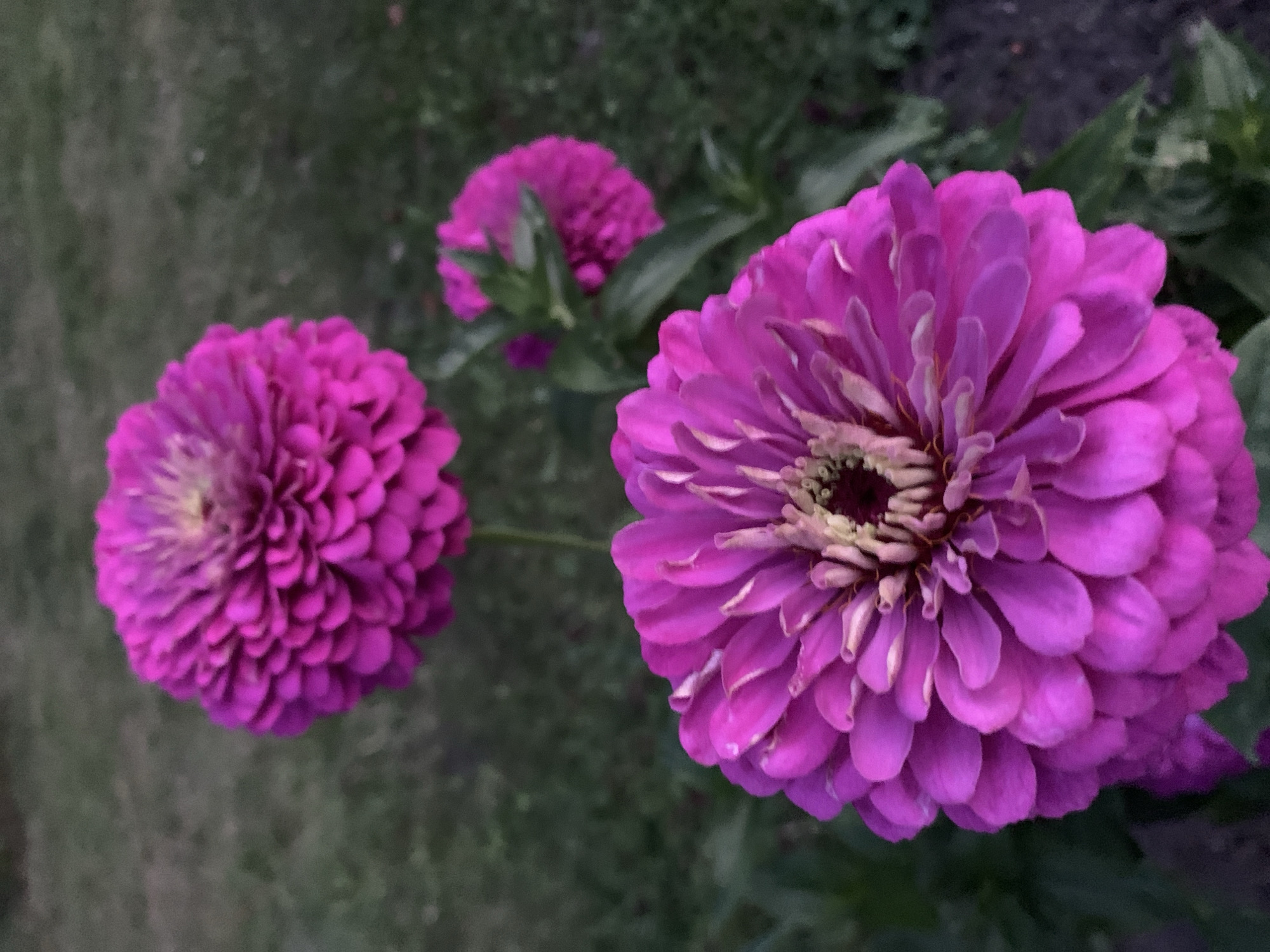 A close-up, vertical, eye-level shot focuses on three vibrant pink zinnias in a garden setting. The largest zinnia is in the foreground, its fully bloomed petals creating a textured, spherical shape. Its center is a lighter yellow and brown, with darker streaks. Behind it, and slightly to the right, is a second, smaller zinnia, also in focus, its petals radiating outwards. Further back and to the right, a third zinnia, less distinct due to its blurred background, appears as a burst of pink amongst green foliage. The background consists of dark green grass and soil, suggesting an outdoor garden environment. The lighting is dim, possibly indicating dusk or an overcast day. The overall impression is one of natural beauty and the detailed texture of the flowers. There are no people visible in the image. The location is identified as Kapyĺ, Belarus.