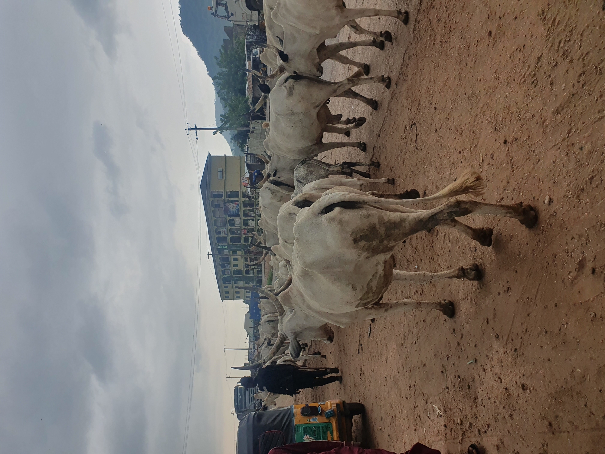 In Lokoja, Nigeria, a herd of white cattle with prominent horns walks along a dusty road. The cattle are the central focus of the image, filling the foreground and midground. A person in dark clothing walks among them, seemingly guiding or overseeing the herd. To the left, a yellow and black auto-rickshaw is parked, with a person wearing maroon clothing partially visible. In the background, a multi-story building with several windows and balconies stands, along with trees and a hillside. The sky is overcast with gray clouds. The overall scene depicts a rural or semi-urban environment with a significant livestock presence.