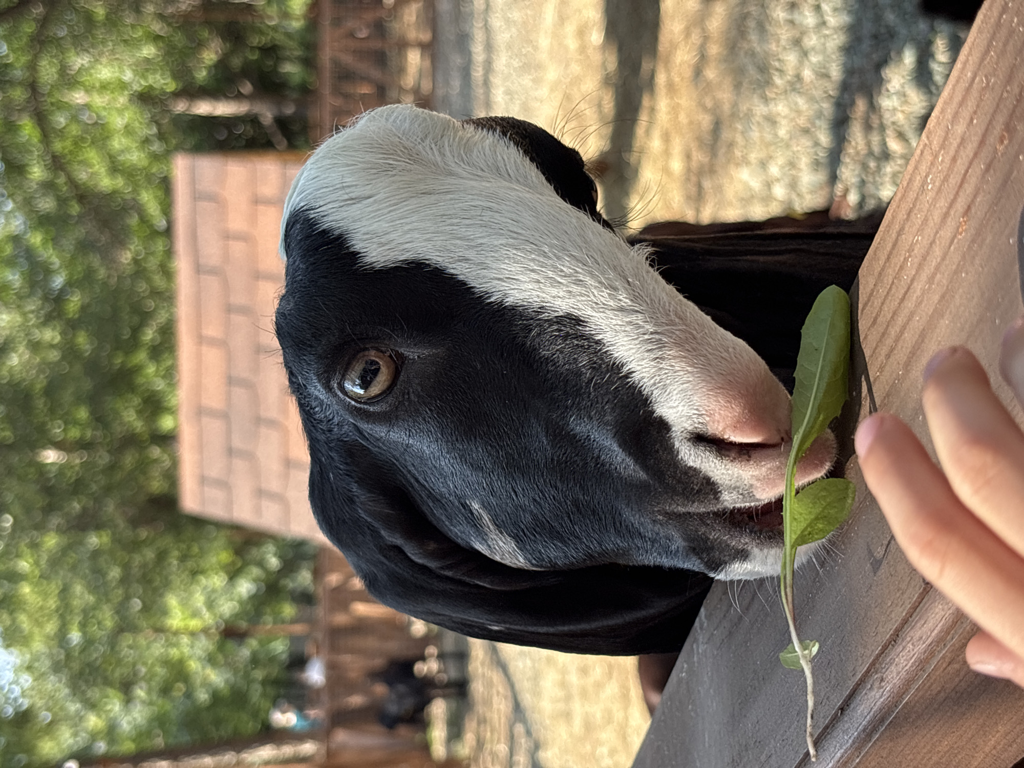 The image shows a close-up of a black and white goat's head leaning over a wooden fence. The goat is eating a green leaf. A person's hand is visible in the foreground, holding the leaf. The background is blurred and shows trees, a fence, and a small building. There is no information within the image or its context that would suggest the location is Orenburg, Russia.