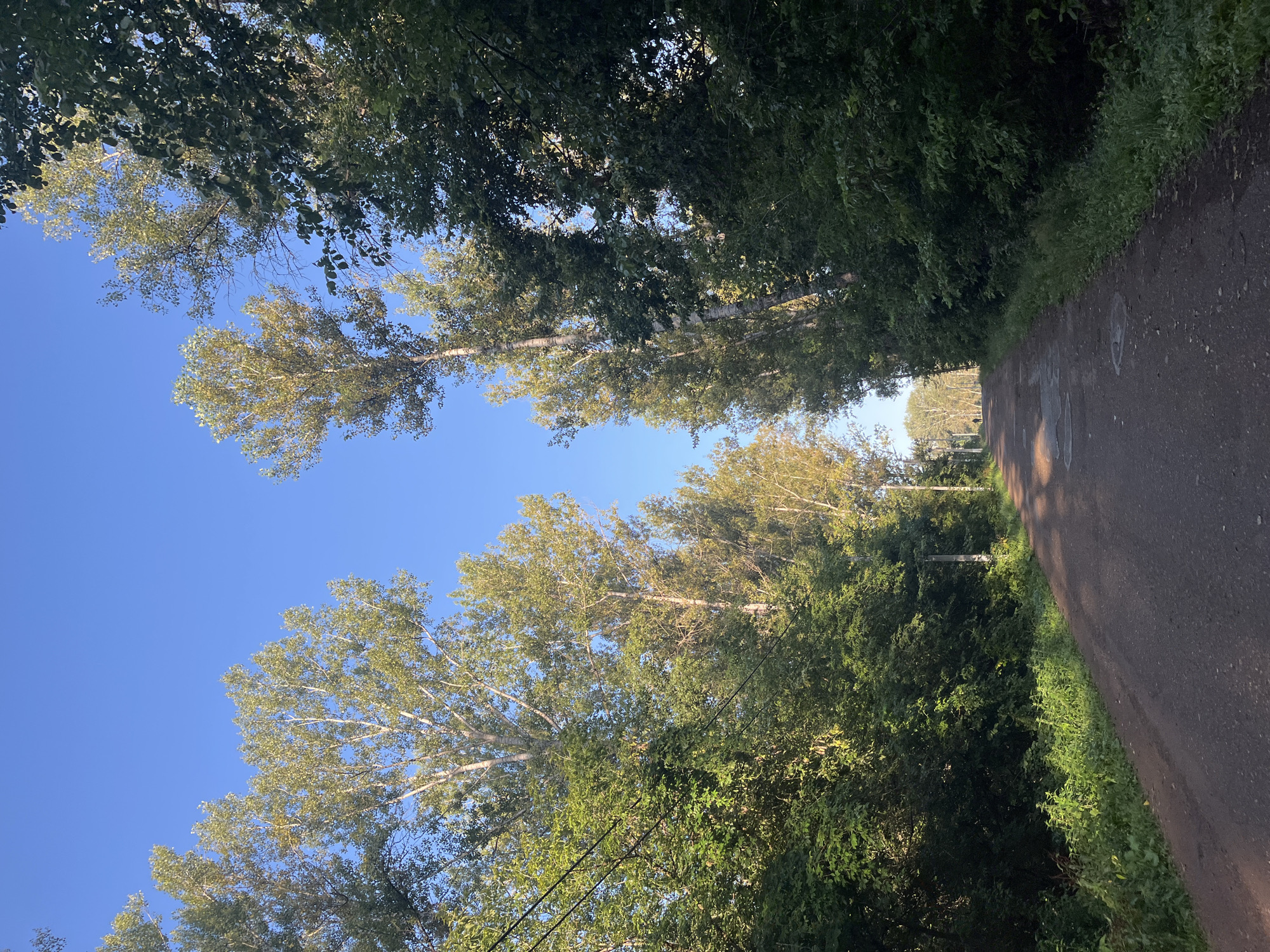 A dirt road lined with tall trees and lush green foliage stretches into the distance under a clear blue sky. The trees, some with lighter colored bark, flank the road on both sides, creating a natural tunnel effect. Sunlight filters through the leaves, dappling the road with patches of light and shadow. In the distance, a lone figure can be seen walking away from the camera, silhouetted against the brighter background. The scene evokes a sense of peacefulness and natural beauty. The specific location is likely a park or a rural area within the city of Blagoveshchensk, Russia, given the presence of a well-maintained dirt road and the types of trees visible.