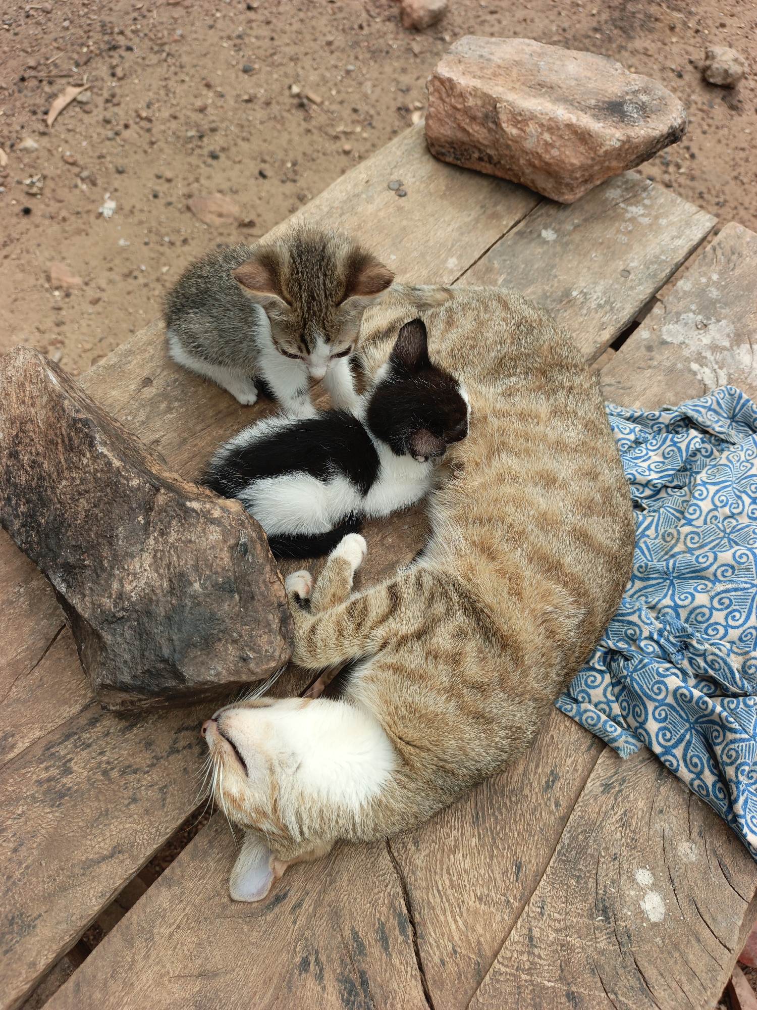The image shows an adult cat and two kittens lying on a weathered wooden surface. The scene is likely located in Akwanga, Nigeria. The adult cat is light brown with darker stripes and a white belly. It is lying on its back with its head tilted upwards. One kitten is black and white, nestled close to the adult cat. The other kitten is grey and white with striped markings. Both kittens appear to be young and small. Two rocks are also present on the wooden surface, one near the kittens and the other near the upper right corner. A piece of blue patterned fabric is near the cat. The background is visible dirt with some rocks present.