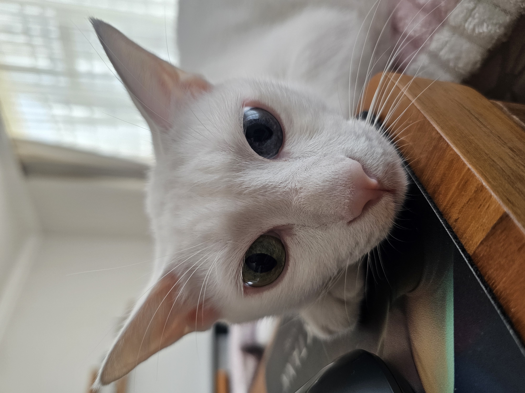 A white cat with heterochromia, one eye green and the other blue, rests its head on a desk in an indoor setting. The cat's nose is pink and its whiskers are long and white. The desk is made of wood and has a black mousepad on it, on which a black computer mouse is partially visible. In the background, sheer curtains are visible. The image is a close-up shot, focusing on the cat's face and the immediate desk surface. The location is an indoor setting within the city of Manama, Bahrain.