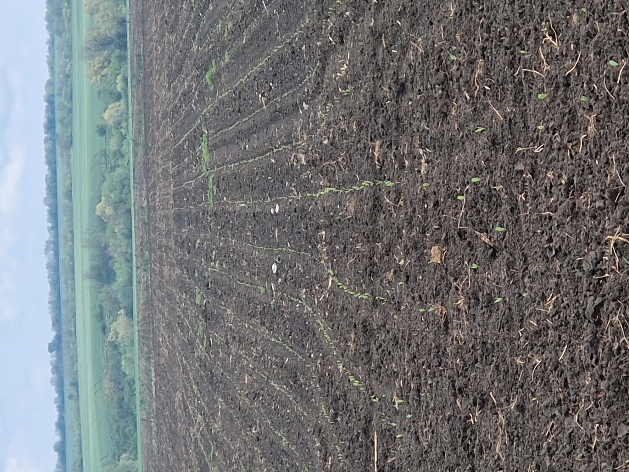 The image depicts a field of recently planted crops in an area identified as Unknown, Unknown. The field is characterized by dark, tilled soil with visible rows of young seedlings emerging from the ground. The seedlings are small, with only a few leaves visible. The field is surrounded by a green expanse of grass and trees in the background. The sky is partially visible, with some clouds present. The image is rotated.