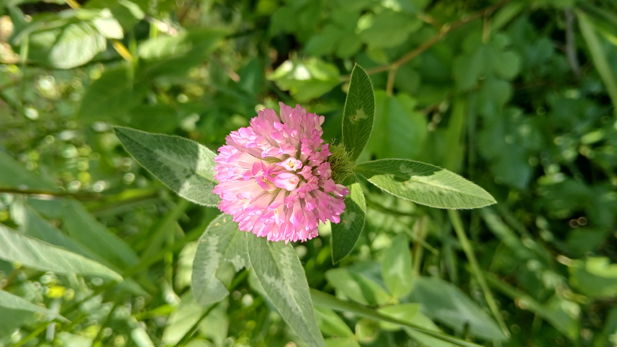 A close-up shot reveals a pink clover flower in full bloom, centered within a field of green vegetation. The flower's dense, globular head exhibits varying shades of pink, with individual florets distinct in texture. The foliage includes the typical three-lobed leaves of the clover, with some leaves showing patterns of lighter coloration. The background is filled with blurred green foliage and scattered stems, suggesting a natural, untamed environment. The image lacks any direct indication of its location in the city of Dnipro, Ukraine.