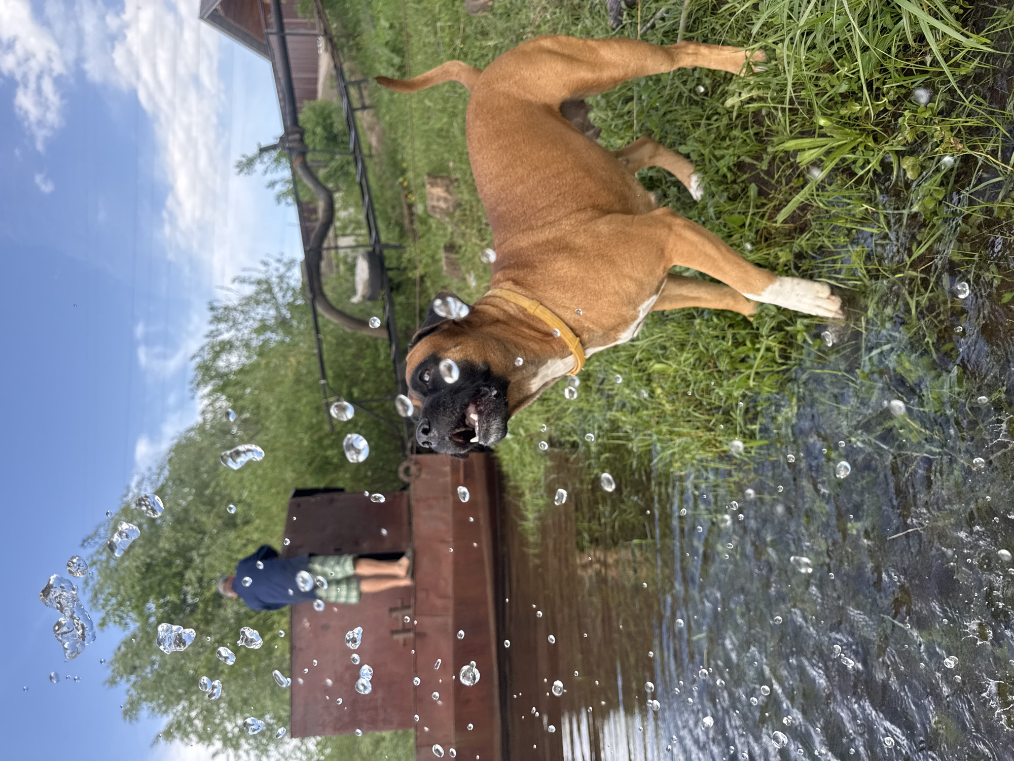 The image captures a moment in Chaikovsky, Russia, featuring a Boxer dog playing near water. The dog, with a brown coat and white markings on its legs, is positioned close to the water's edge, its mouth open as if catching droplets. A yellow collar is visible around its neck. Water droplets are suspended in the air near the camera, creating a dynamic foreground. Behind the dog, there is grass and a metal structure with a person lying on it. The person is wearing a dark shirt and plaid shorts. In the background, a building is visible, as well as green foliage and a blue sky with white clouds.