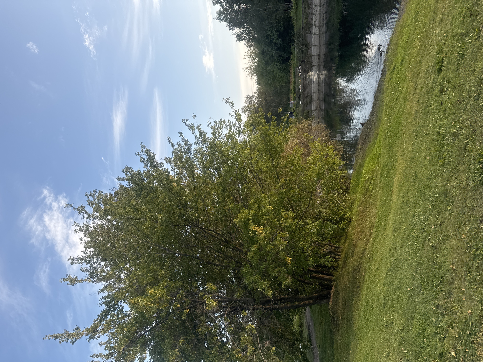 The image depicts a scenic view of a body of water, possibly a river or canal, with lush green grass on the left bank and a treeline on the right bank. The sky is a clear blue with wispy white clouds. A large, leafy tree dominates the left side of the frame, casting shadows on the grassy slope. In the water, two ducks are swimming. In the distance, on the right bank, there are several trees and what appears to be a cleared area with some logs, suggesting a recreational or construction site. A few people can be vaguely seen in the distance on the right bank. The overall impression is one of a peaceful, natural setting within an urban or suburban environment. This scene is likely located along the Angara River or one of its tributaries within the city of Irkutsk, Russia, known for its natural beauty and recreational areas.