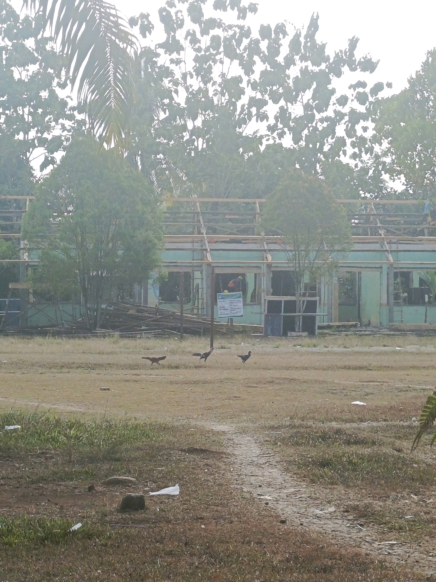 The image captures a scene in Megang Sakti IV, Indonesia, focusing on a construction site. A partially constructed building with exposed wooden roof beams and green walls is visible in the background. Several trees, including a prominent one in front of the building, and palm fronds from a larger tree in the upper left frame, form the natural environment. The foreground consists of a dry, grassy field with a dirt path running through it. Several pieces of white litter are scattered across the field, and a few stones are visible. Three chickens are present in the field, with two in the mid-ground and one further back. A sign is posted on the left side of the building, and construction materials, including wooden planks, are stacked near the building. A person in dark clothing can be seen inside the building structure, near an open doorway. The sky is overcast and hazy, suggesting a possibly humid or polluted atmosphere.