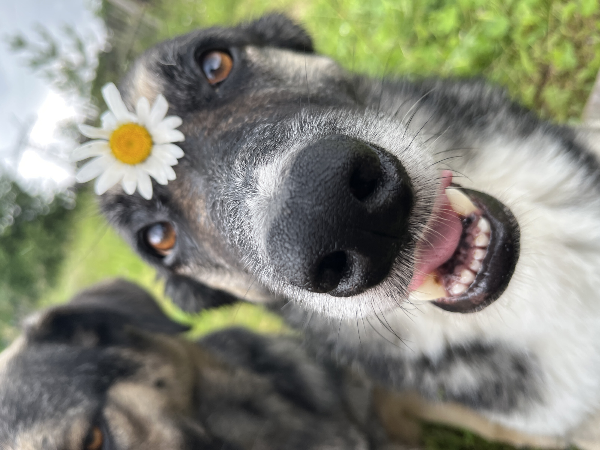 Two dogs are outdoors in a grassy area. The dog in the foreground is looking directly at the camera with its mouth open, showing its teeth and tongue. A daisy is placed on its forehead. The second dog is in the background on the left, partially out of focus, also looking towards the camera. The environment appears to be a natural setting with green grass and trees in the background, with a slightly overcast sky. The location is identified as Nizhny Tagil, Russia.