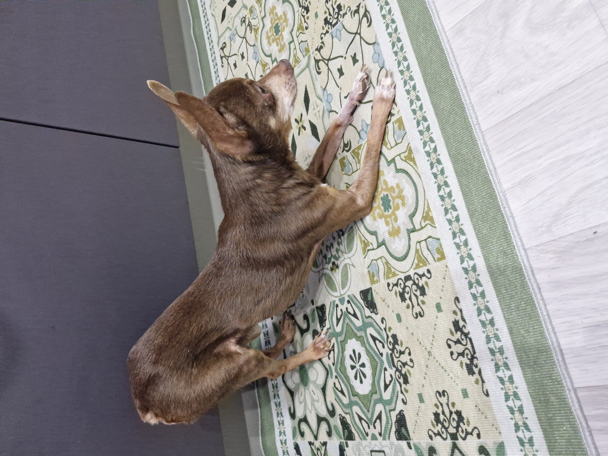 An indoor scene in Марковский, Russia, presents a small, slender, short-haired dog, likely a Chihuahua or similar toy breed, with reddish-brown fur, performing a full-body stretch. The dog's front legs are extended forward on the ground, head lowered and turned slightly to the right, exhibiting a greying muzzle. Its hindquarters are elevated, with the tail appearing short or docked. The dog is positioned on a rectangular mat featuring an intricate pattern of green, olive, light blue, and beige geometric and floral motifs, bordered by a distinct green band with small white cross-like designs. The mat lies atop a light-colored wooden plank floor, visible on the right and bottom edges of the frame. The background consists of a dark grey, uniform surface, likely cabinetry or a wall panel, displaying a subtle vertical seam.