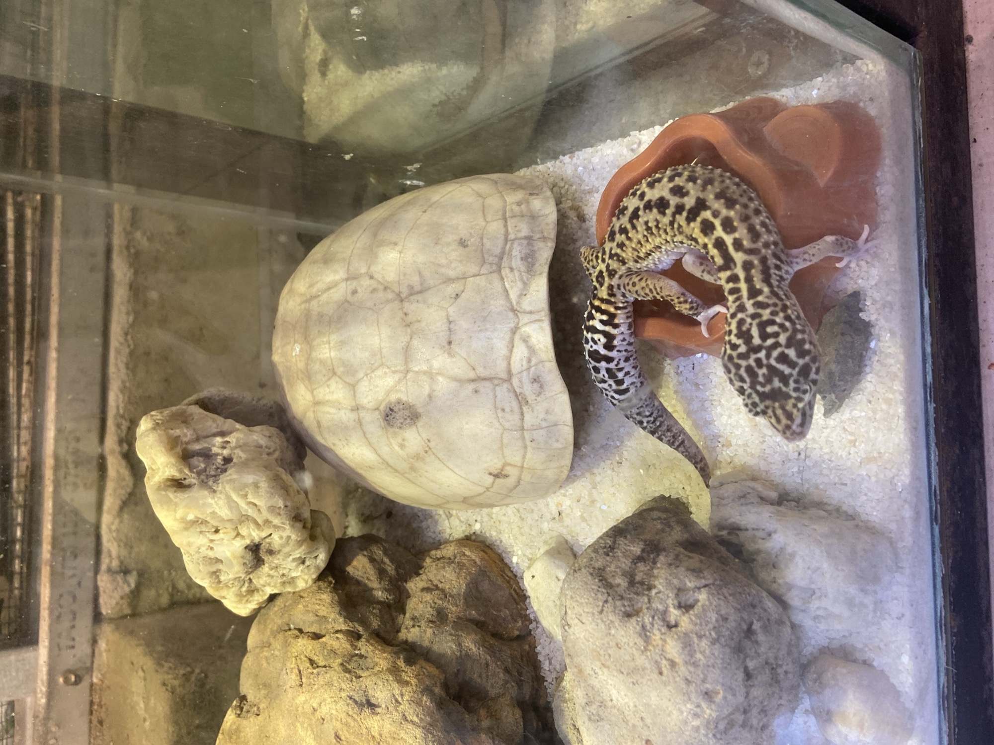 A leopard gecko rests on a small orange reptile hide in a glass terrarium. The terrarium contains sandy substrate, several large rocks, and a large, pale turtle shell as a decorative element. The gecko is yellow with black spots and appears to be in good health. The terrarium is likely a pet enclosure. There is no indication of location in Rengat, Indonesia.