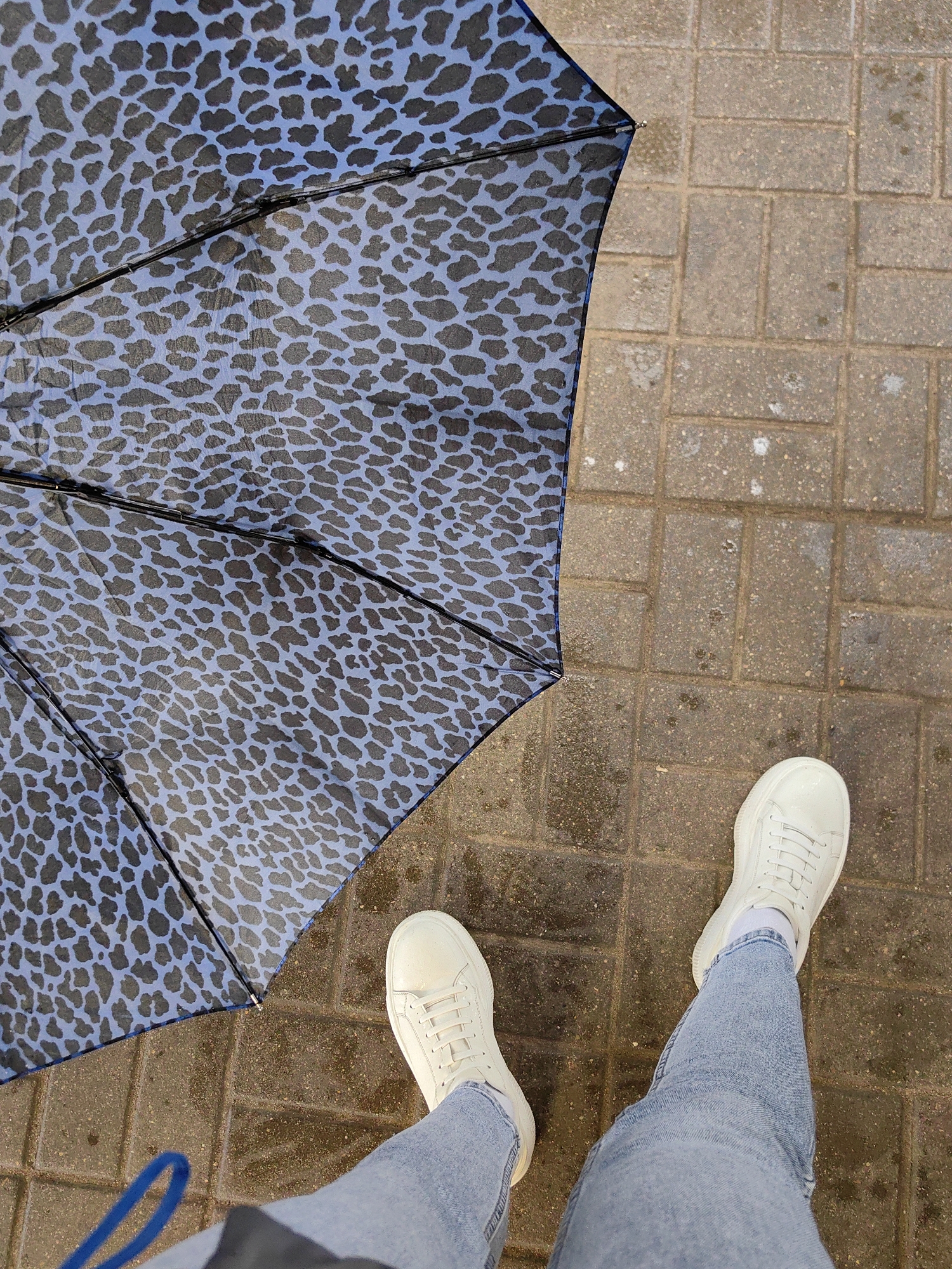 In Fanipal, Belarus, an overhead shot captures a portion of an open umbrella with a blue and black leopard print pattern. The umbrella is positioned on a wet, stone-tiled surface, indicative of an outdoor, urban setting, possibly a sidewalk. A person's lower legs are visible, clad in light blue jeans and white sneakers, standing on the wet pavement. The scene suggests it might be raining or has recently rained.