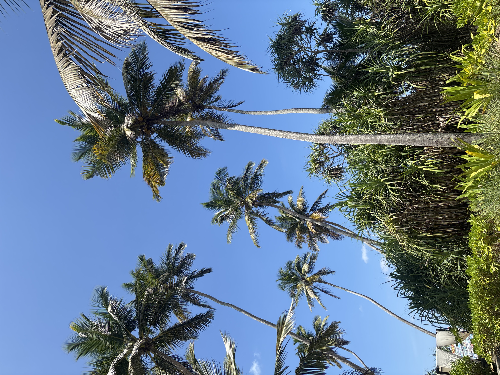 The image displays an upward view of a vibrant tropical scene under a clear blue sky, likely taken on a sunny day. The perspective is looking up through the canopy of several tall palm trees and dense tropical foliage.
In the left and central portions of the frame, multiple coconut palm trees dominate the view, their green fronds spreading against the bright azure sky. Some of these palm trees show visible clusters of coconuts nestled amongst the fronds near the crown. Their slender, often curving trunks extend upwards, some stretching across the frame horizontally from this angle.
To the right, a thick expanse of other tropical vegetation is visible. This includes trees with distinct, long, spiky leaves, possibly pandanus trees, forming a dense green barrier. Below these, further lush green bushes and smaller plants contribute to the verdant landscape.
The sky is a brilliant, unblemished blue, suggesting clear weather and abundant sunshine. The strong light creates natural shadows and highlights on the palm fronds, indicating the sun is high overhead, likely midday or early afternoon.
In the bottom right corner, a small section of a white, possibly fabric structure, like an awning, is partially visible, hinting at a nearby building or beach shack. Above this, a blurry splash of color suggests a sign or mural, though no specific text is discernible.
No people or specific activities are depicted, focusing instead on the natural beauty of the tropical environment. The setting strongly indicates a coastal or beach area, consistent with the location context of Ahungalla, Sri Lanka. The overall mood is serene and idyllic, characteristic of a tropical vacation spot.