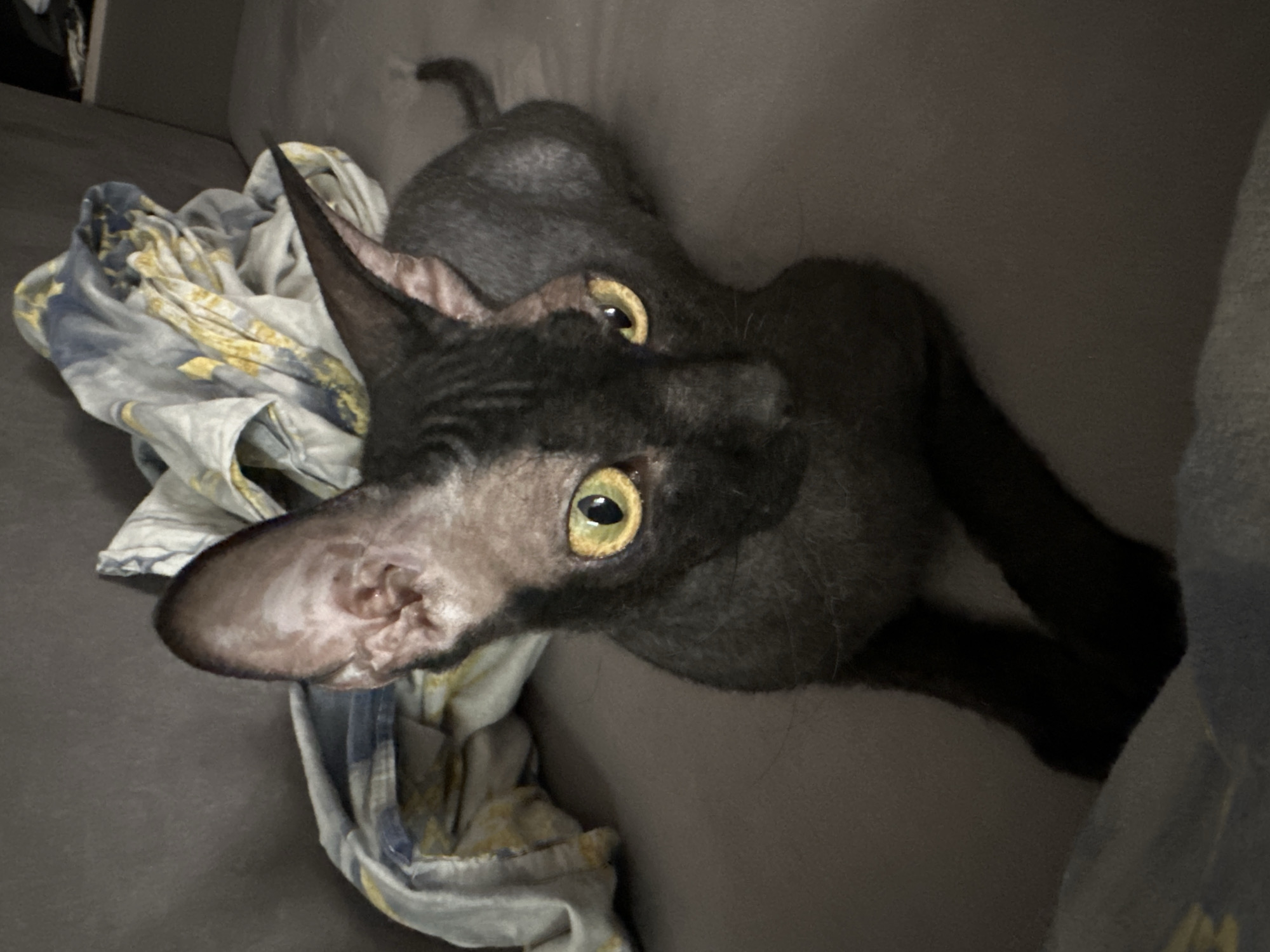 A black Sphynx cat with large ears and striking yellow eyes is lying on a gray sofa next to a crumpled comforter with a yellow and blue pattern. The cat's skin appears wrinkled, and its body is slender. The room is dimly lit, suggesting it is indoors. There is no indication of the cat's location in Chaikovsky, Russia.