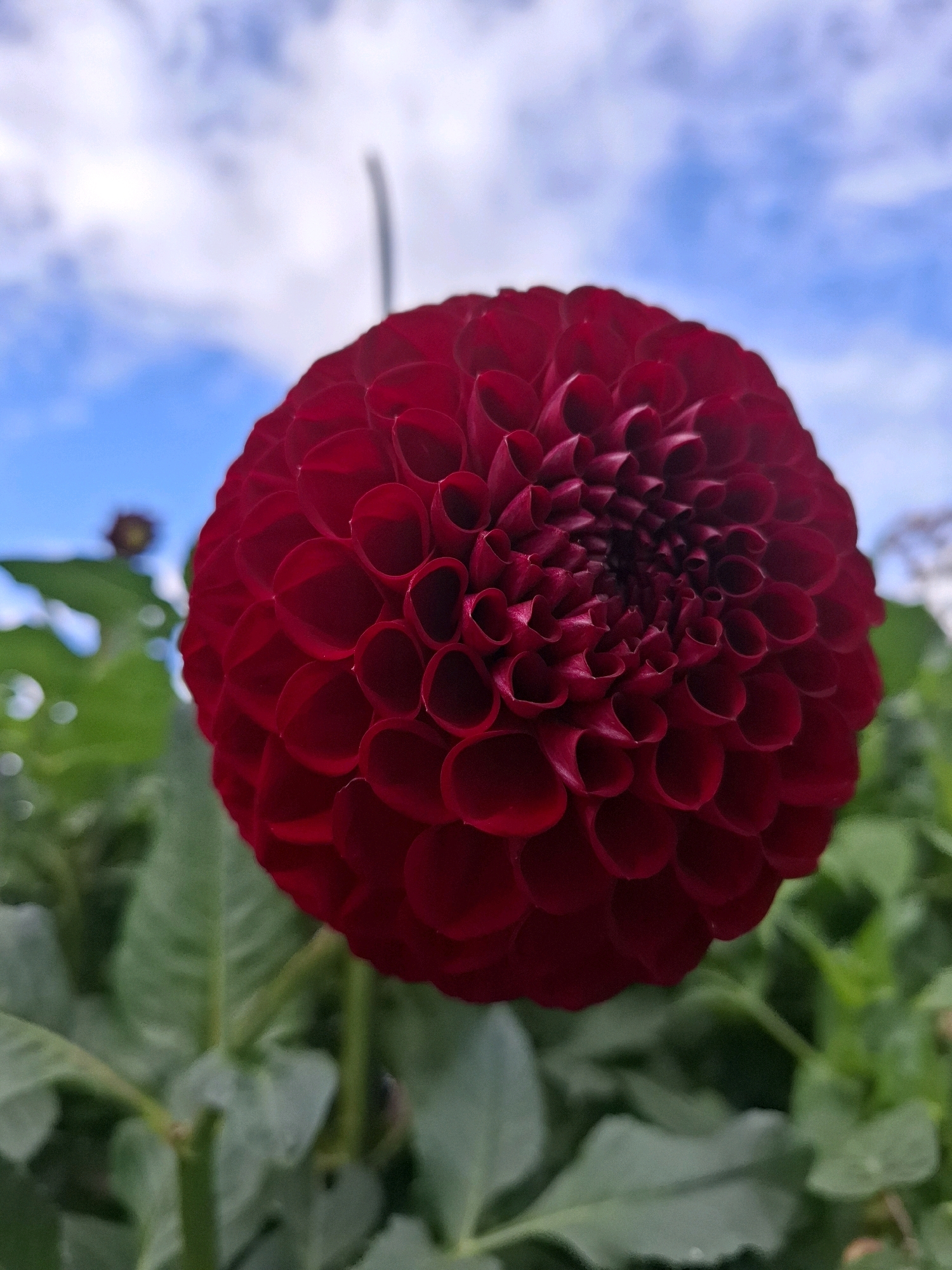 A close-up, eye-level, outdoor shot captures a vibrant red dahlia flower in full bloom. The dahlia's petals are tightly arranged in a spherical pattern, creating a rich texture. The flower is positioned in the foreground, dominating the frame. Behind the dahlia, out-of-focus green foliage and stems create a soft, blurred backdrop. Above the foliage, a bright blue sky with scattered white clouds is visible, suggesting daytime. The lighting appears natural, casting soft shadows on the petals. The overall mood is serene and natural. There is no information about the location in Tyumen, Russia within the image itself.