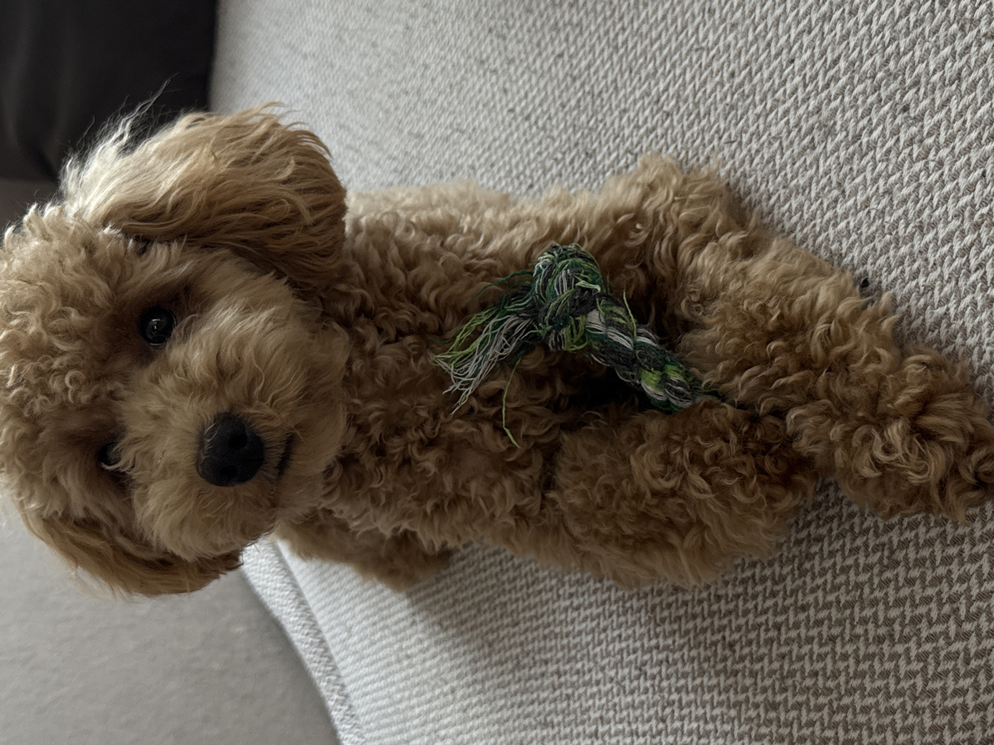A light brown, curly-haired dog, possibly a poodle or poodle mix, is the central subject of the image. The dog is lying on a textured, light gray or beige upholstered surface, likely a couch or cushion. Its body is stretched out, and its head is turned towards the viewer, with one dark eye clearly visible and looking directly at the camera. The dog has a black nose and soft, fluffy fur. Resting beside its body is a green, black, and white rope toy. The background consists entirely of the patterned upholstery fabric, suggesting an indoor setting. The dog appears calm and relaxed. No text is visible in the image. The scene is set in Pervomaysky, Russia.