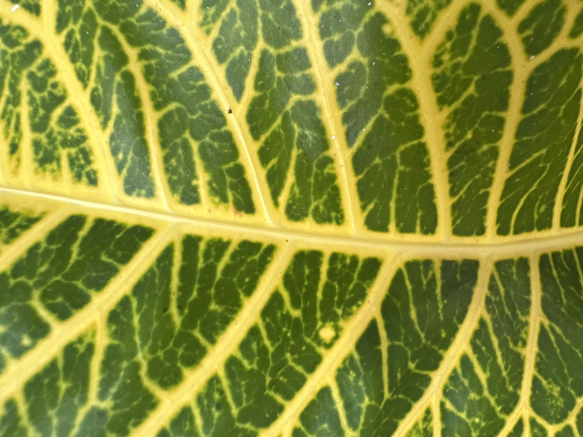 This media file is a close-up, overhead shot of a variegated leaf, likely from a plant in Baan Mae Nam, Thailand. The leaf displays a striking pattern of bright yellow veins against a deep green background, creating a mosaic-like appearance. The veins are intricate, branching out across the surface of the leaf, and the texture appears slightly waxy or leathery. Tiny white specks are scattered across the leaf's surface, possibly dust or small particles. There are no people or discernible objects other than the leaf itself. The lighting suggests it might be daytime, but specific time of day or weather conditions are not evident. The focus is entirely on the natural beauty and detailed venation of the plant.