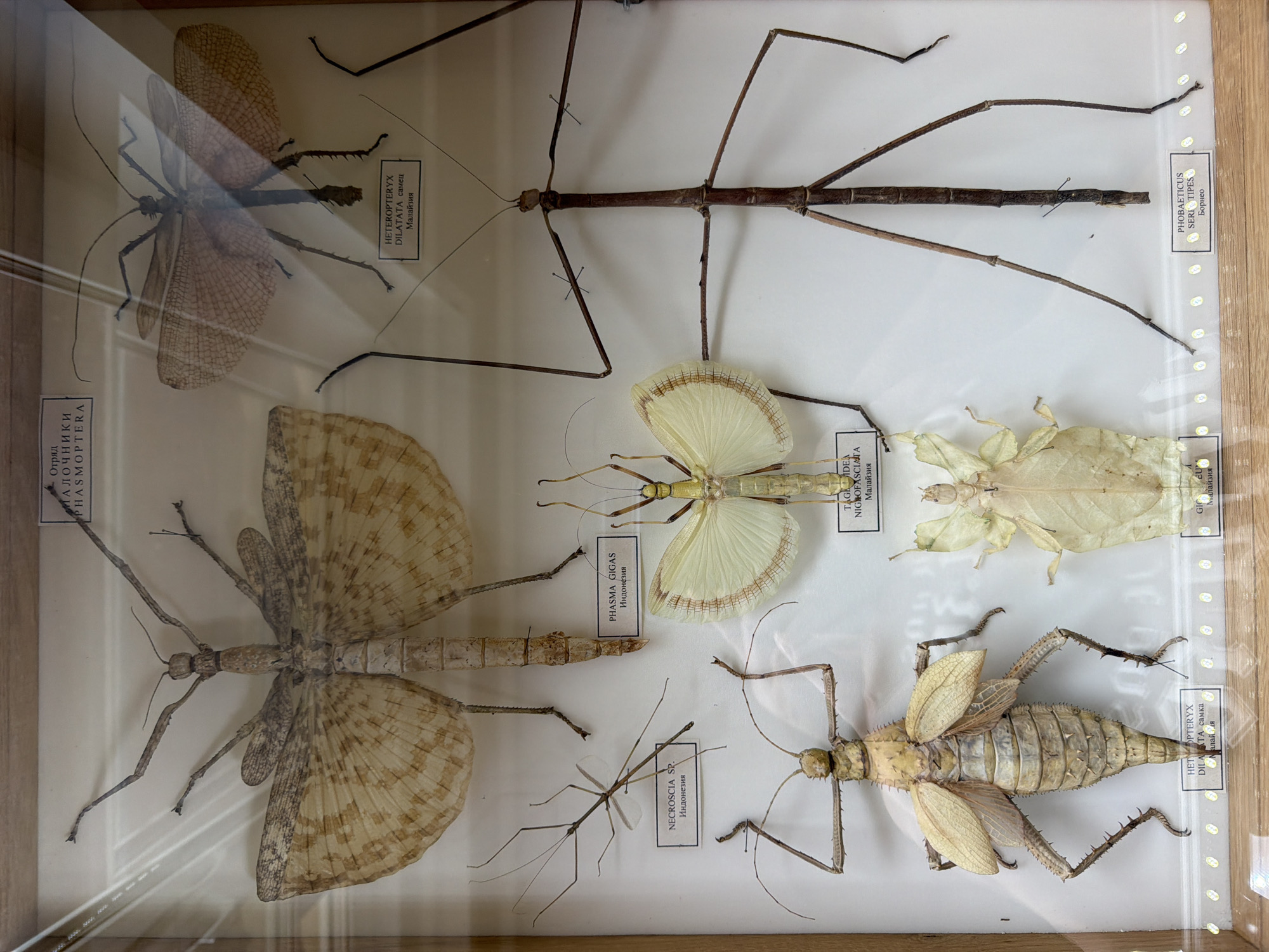 This image is a photograph of a glass-covered display case containing several preserved insect specimens, primarily stick insects and a large winged insect. The specimens are arranged in a museum-like exhibition. Labels written in Russian are visible beneath some of the insects. The lighting suggests an indoor environment. There are no people visible in the image. The overall scene is one of a static display of natural history specimens. There is no information in the image that suggests a location in the city of Akatovo, Russia.