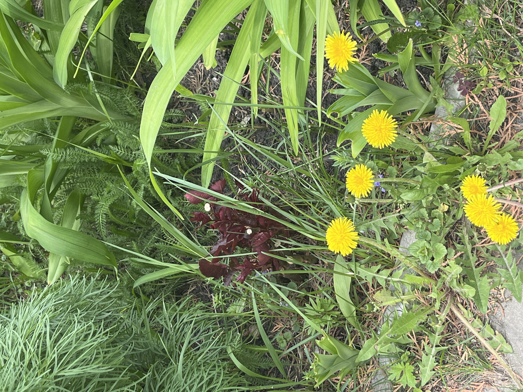 The image shows a patch of ground in Ulyanovsk, Russia, covered with various plants. There are several yellow dandelions in bloom, intermixed with green grass and broad leafed plants. A cluster of dark red-brown foliage is located towards the center, with lighter green, feathery vegetation nearby. The ground is visible in some areas, appearing to be a mix of soil and decomposing organic matter. A concrete edge is visible on the right side of the frame. There are no people visible.