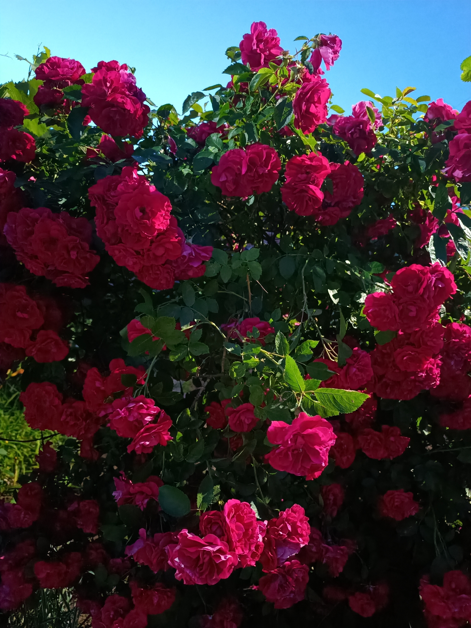 A cluster of vibrant pink roses is captured in full bloom against a clear blue sky. The roses, with their numerous petals, are densely packed on the branches of a lush green bush. Sunlight illuminates some of the flowers, casting subtle shadows and highlighting the textures of their petals. The lower portion of the image shows the green leaves and stems of the rose bush, with a hint of green grass at the very bottom left corner. The scene appears to be an outdoor setting, possibly a garden, under bright daylight conditions.