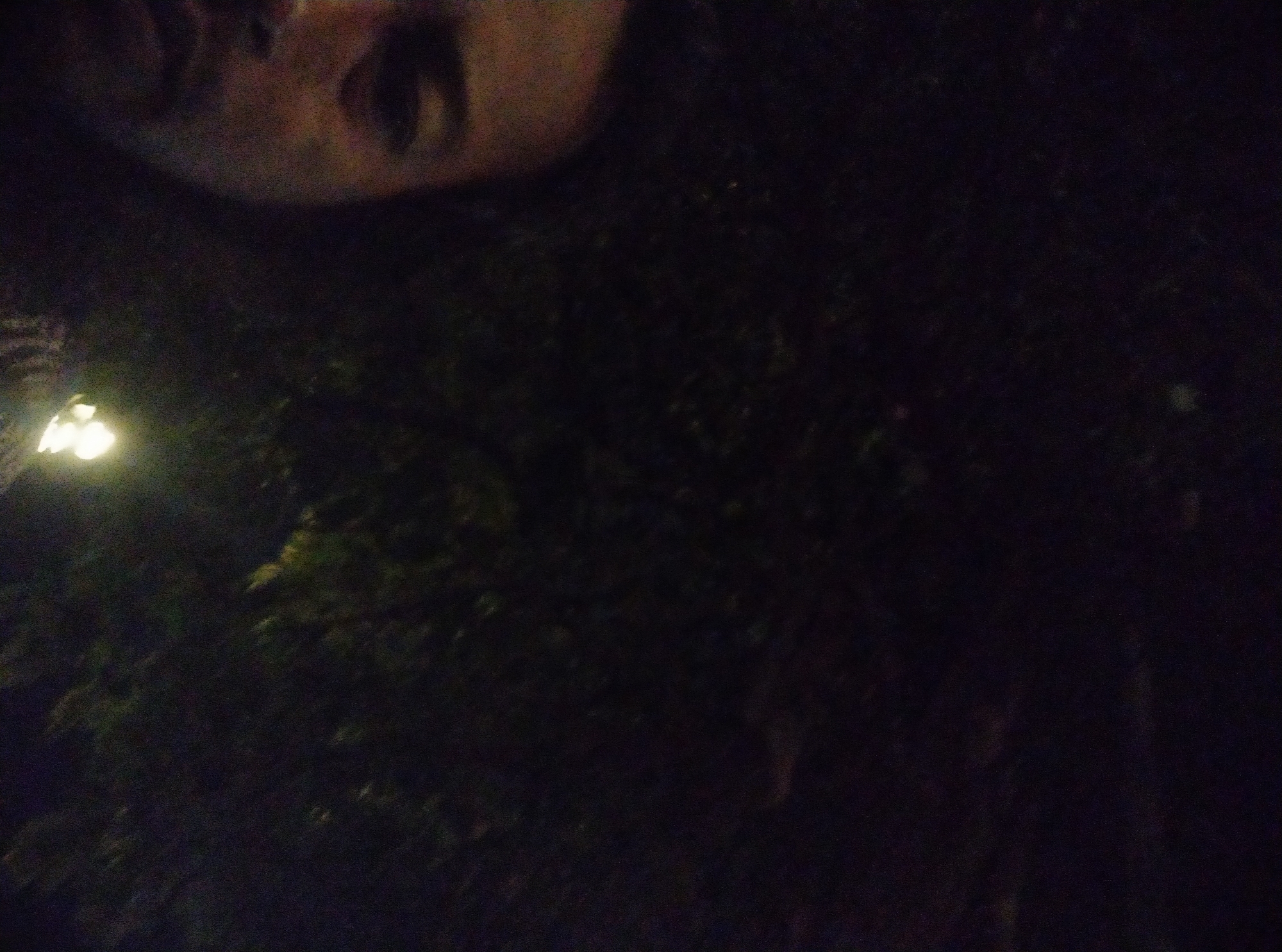The image depicts a close-up, low-light selfie of a person's face, taken at night, likely outdoors. The person's left cheek and part of their forehead are visible, with their right eye and nose also discernible. The background is predominantly dark, with hints of foliage and a distant, blurred light source. The overall impression is one of a candid, unposed photograph taken in a dimly lit environment, possibly a park or a garden in Sumurber, Indonesia, given the mention of this location. The image quality is low due to the lighting conditions, resulting in a grainy appearance and obscured details.