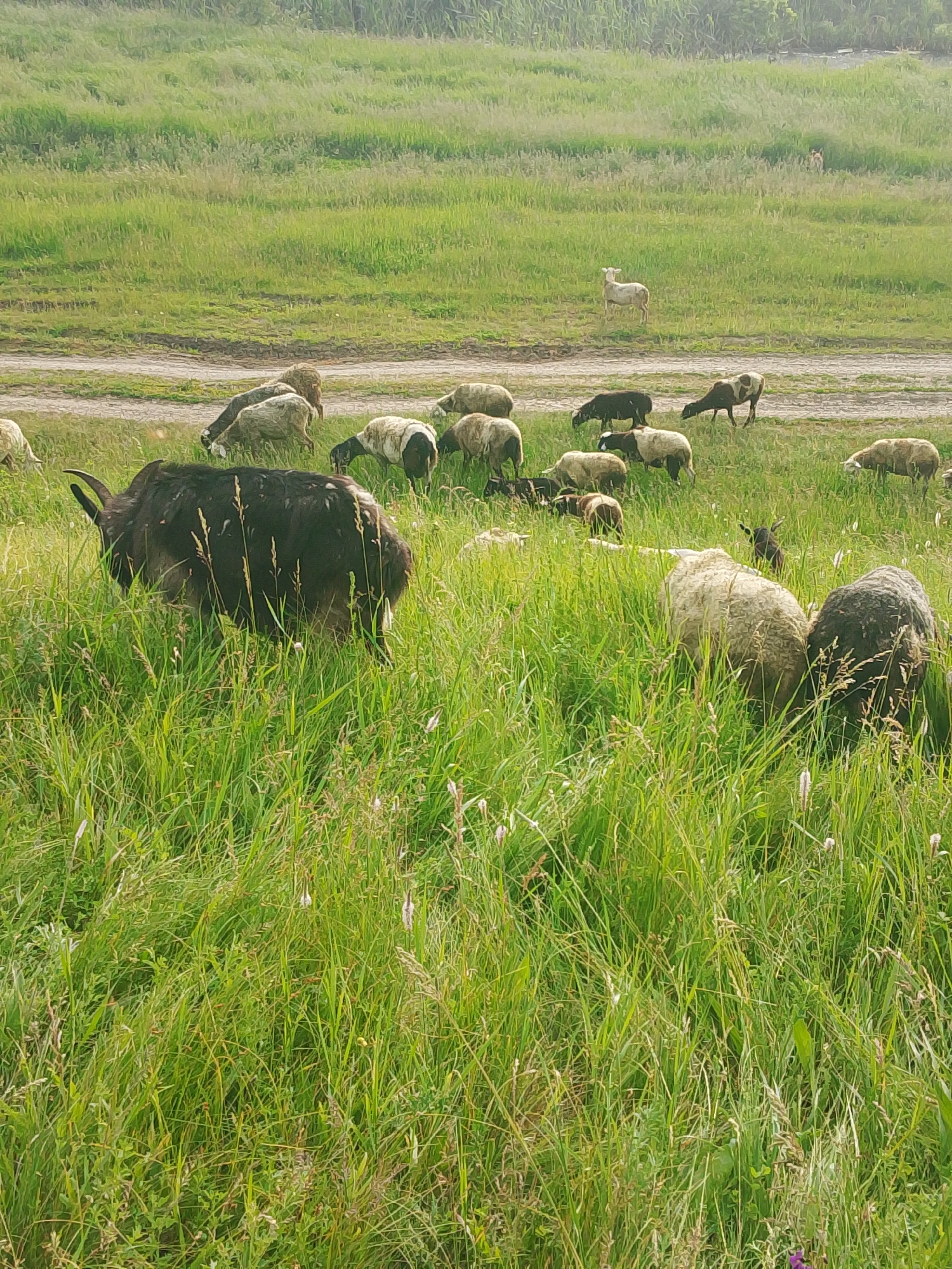 The image presents a tranquil, pastoral scene of a herd of sheep and goats grazing in a verdant field. The setting is an expansive outdoor area dominated by lush green grass of varying heights.
In the immediate foreground, a large, dark-coated animal, possibly a goat or a horned sheep, with prominent horns, is partially obscured by tall, thick grass, with its head down, engaged in grazing. Scattered across the mid-ground and stretching into the distance are numerous sheep. Many are white or off-white, while others display distinct patterns of black or brown markings on their bodies and faces. Most of these animals are also seen with their heads down, actively feeding on the grass. A light-colored sheep stands out in the far-midground, facing to the left, while a smaller, dark-coated animal, likely a lamb or kid, is visible among the adults on the right side.
A faint dirt path or track runs horizontally across the mid-ground, subtly dividing the grazing area. The background features a dense, blurry mass of green foliage, suggesting trees or thick vegetation, contributing to the natural, rural ambiance. The lighting appears soft and diffuse, characteristic of daylight, possibly morning or late afternoon, which lends a peaceful quality to the scene. No human presence or visible text is apparent in the image. The overall impression is one of calm and natural activity in an undisturbed environment.