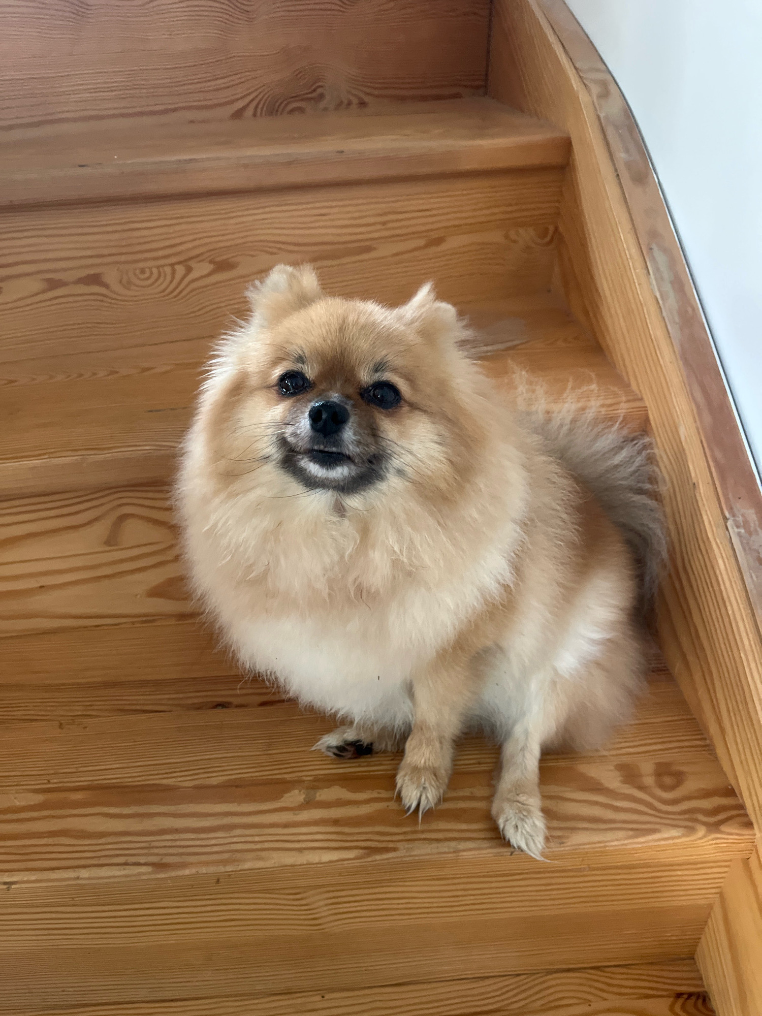 A tan Pomeranian dog sits on a wooden staircase indoors. The dog is facing the camera with its mouth slightly open and tongue visible. The staircase has a light wood grain and appears to be made of planks. The background is out of focus, but suggests an indoor environment with a white wall on the right. The dog's fur is fluffy and light brown, with some darker markings around its face. Its paws are visible on the steps. The scene does not provide any information about the location in Chambœuf, France.