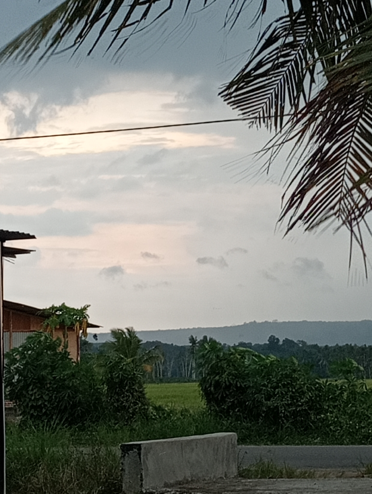 This image captures a serene outdoor scene, likely in Meunasahkumbang, Indonesia, with a focus on nature and a hint of human presence. The sky is overcast, with soft clouds and a pale light suggesting either dawn or dusk. In the foreground, lush green grass and a concrete barrier are visible. To the left, a building with a corrugated metal roof and wooden walls stands partially obscured by dense green foliage, including what appears to be a papaya tree with hanging fruit. Further back, a line of trees forms a backdrop, with a distant, hazy mountain range completing the landscape. The overall impression is one of natural beauty and tranquility.