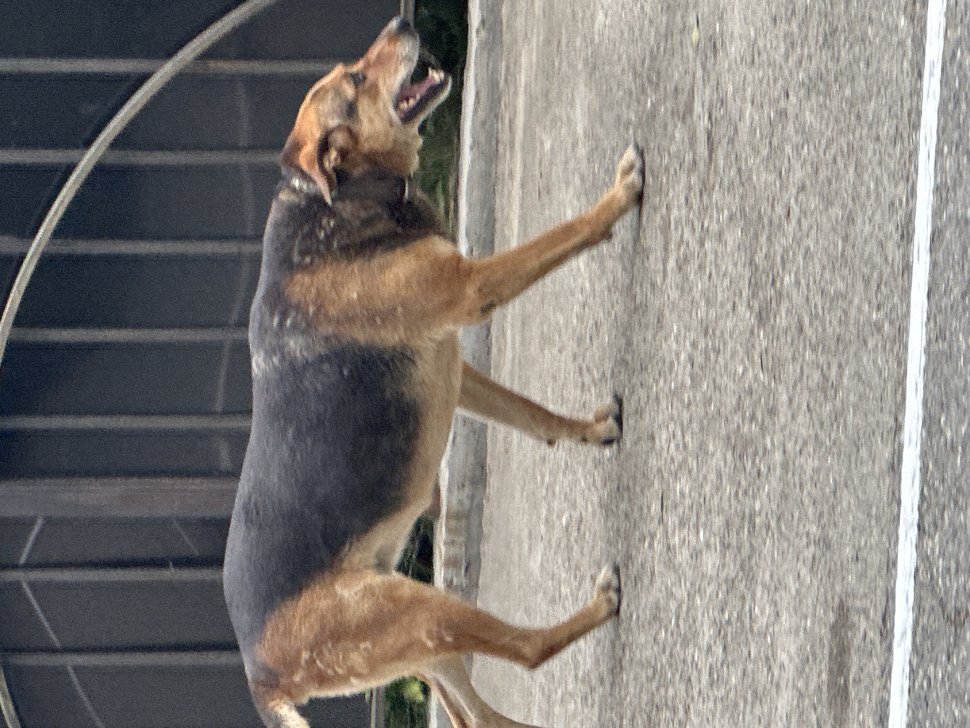 A medium-sized dog with a black and tan coat is walking on a paved surface in Sochi, Russia. The dog is in profile, facing right, with its mouth open and tongue visible. Its fur appears somewhat matted. Behind the dog, a dark metal fence with vertical bars is visible. The ground is a grey asphalt with some lighter patches. A white line is painted across the bottom of the frame. The background is slightly out of focus, showing some greenery and more of the fence structure.