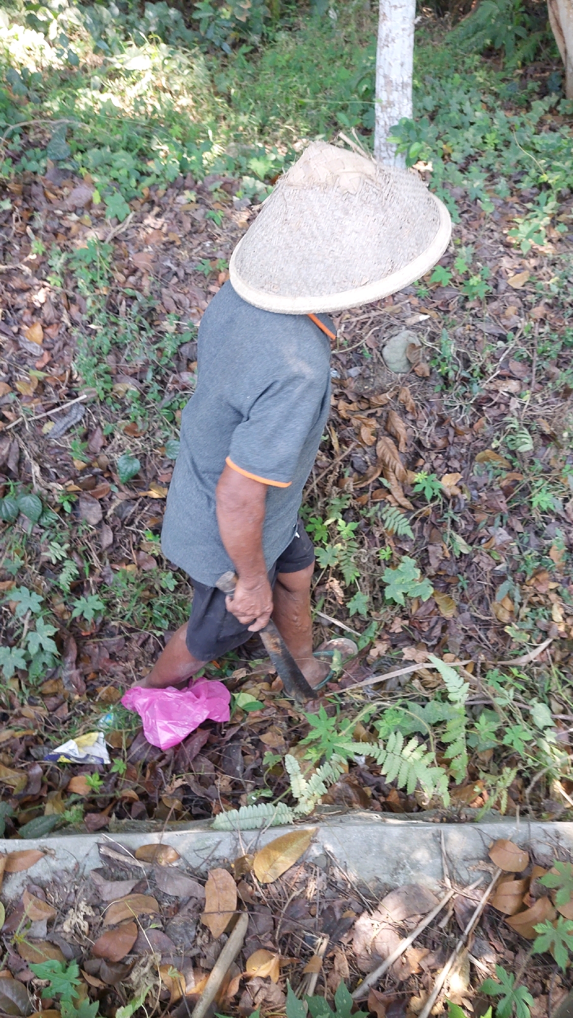 A person wearing a conical straw hat and a grey t-shirt with orange trim, black shorts, and sandals is walking on a path covered with leaves and vegetation. The person is holding a machete in their right hand. A pink plastic bag is on the ground near the person's feet. The scene appears to be in a rural or natural setting, with trees and green foliage visible in the background. There is no specific indication of it being in the city of Puliharjo, Indonesia.