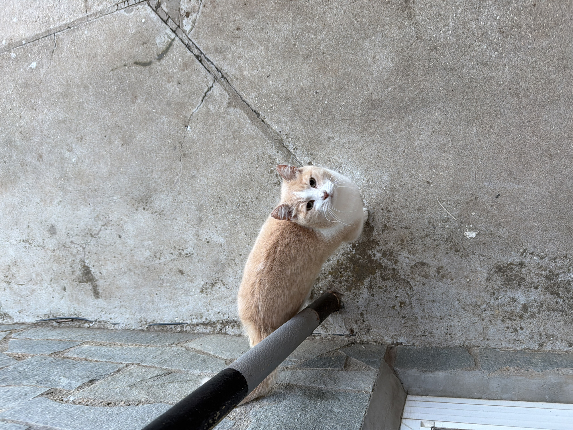 A medium shot captures a cat positioned beneath a weathered concrete wall and gray stone pavement. The cat, characterized by its white and tan fur, gazes upward with its head tilted. A gray and black pole bisects the lower portion of the frame, partially obscuring the pavement. The image was captured in Buhovo, Bulgaria.